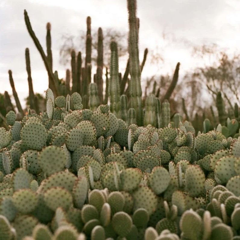 Desert Botanical Garden, Phoenix, AZ