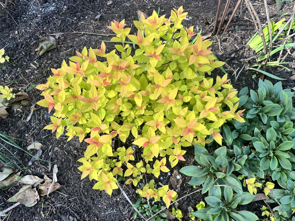 Spirea ‘Double Play Candy Corn’