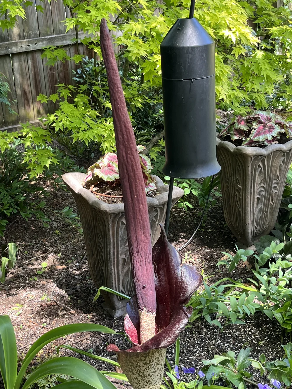 August, Voodoo lily flower, perennial