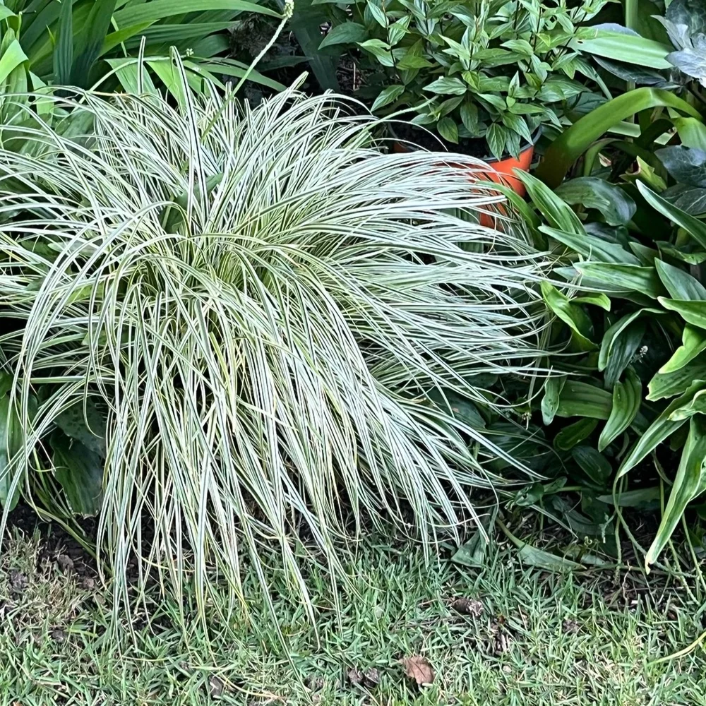 June, Carex, perennial