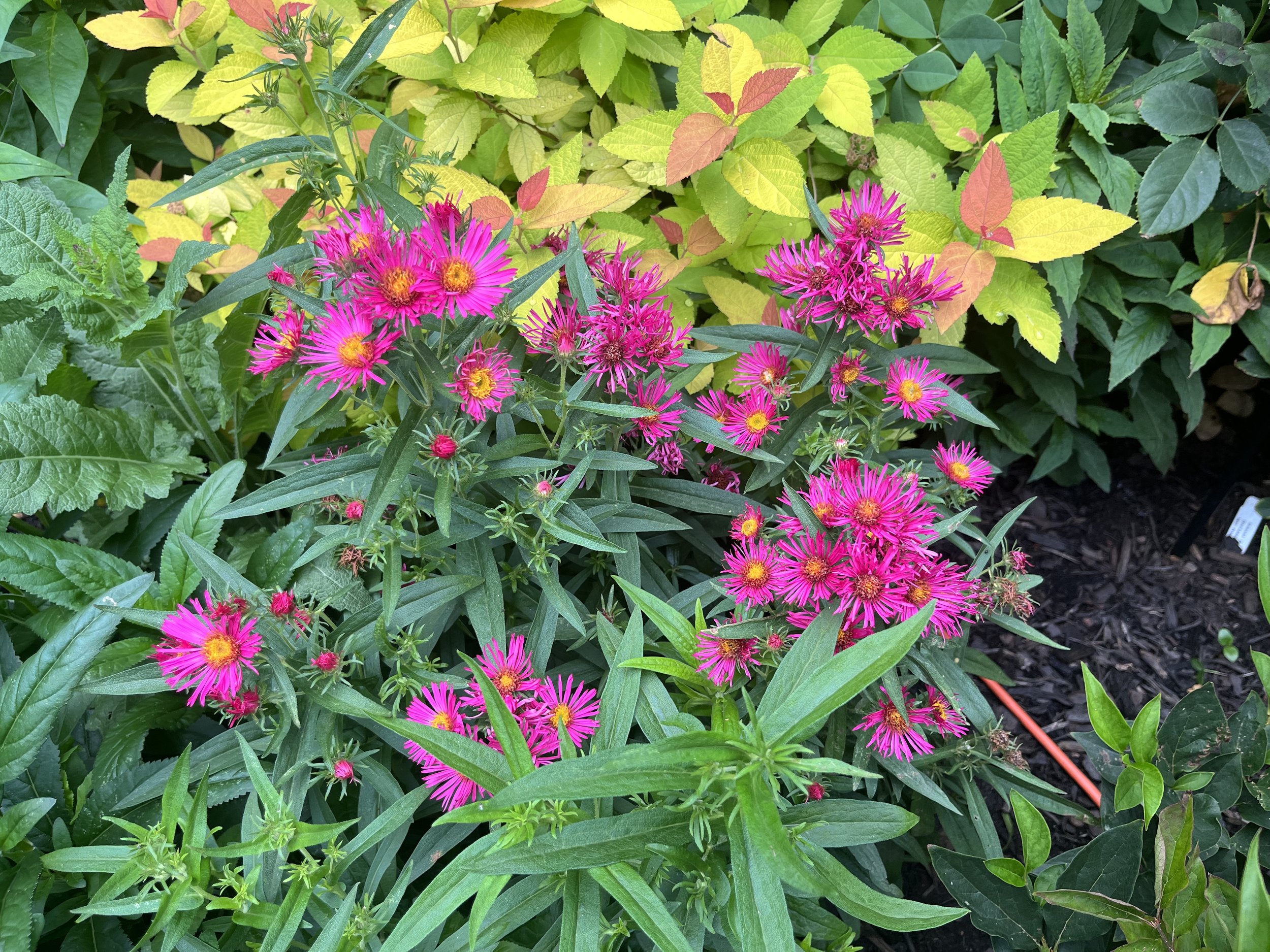 Aster ‘Colonial Boston’