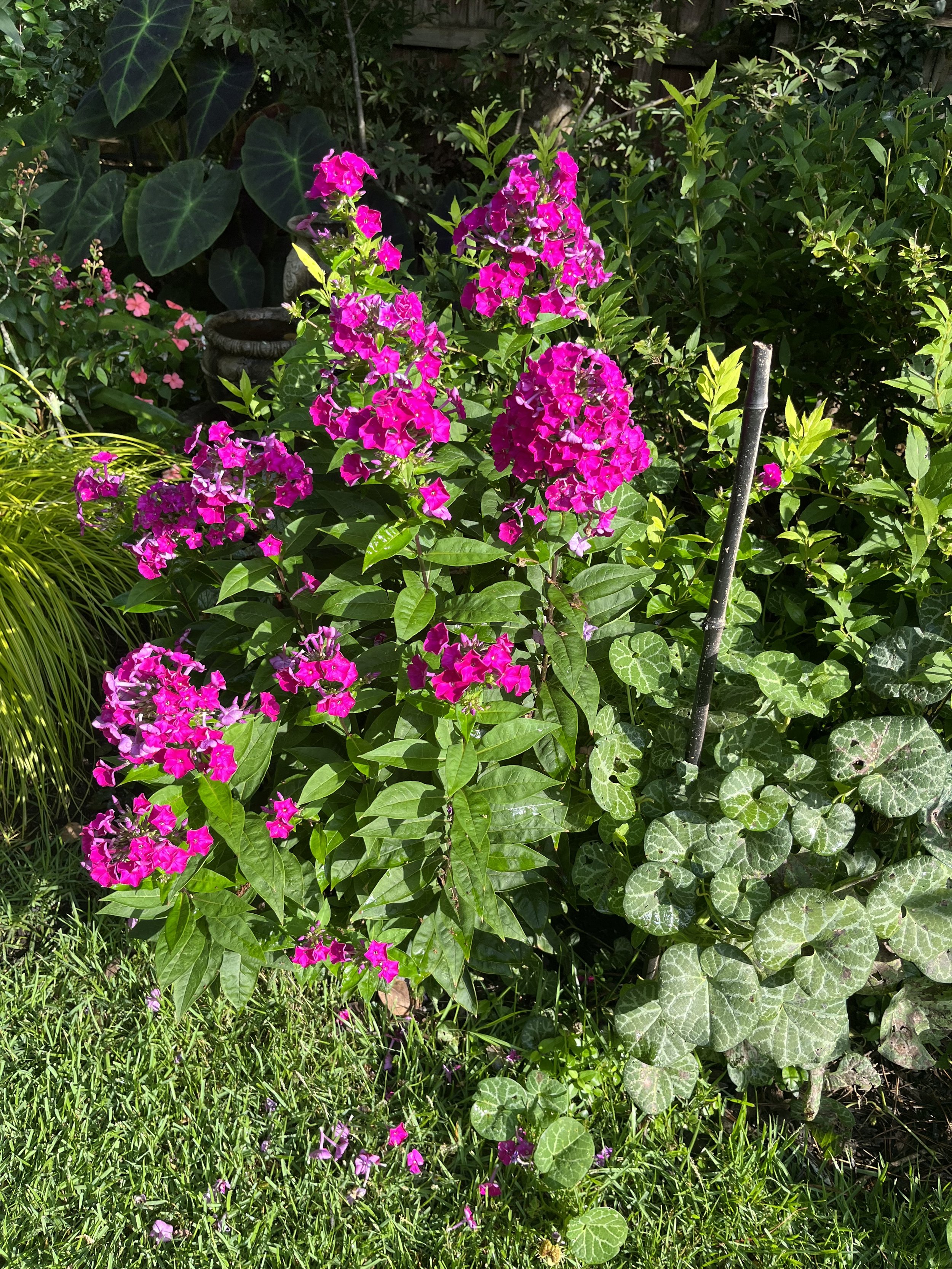 Phlox paniculata, ‘Ka-Pow Fushsia