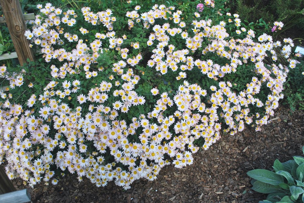 Chrysanthemum ‘Apricot Single’