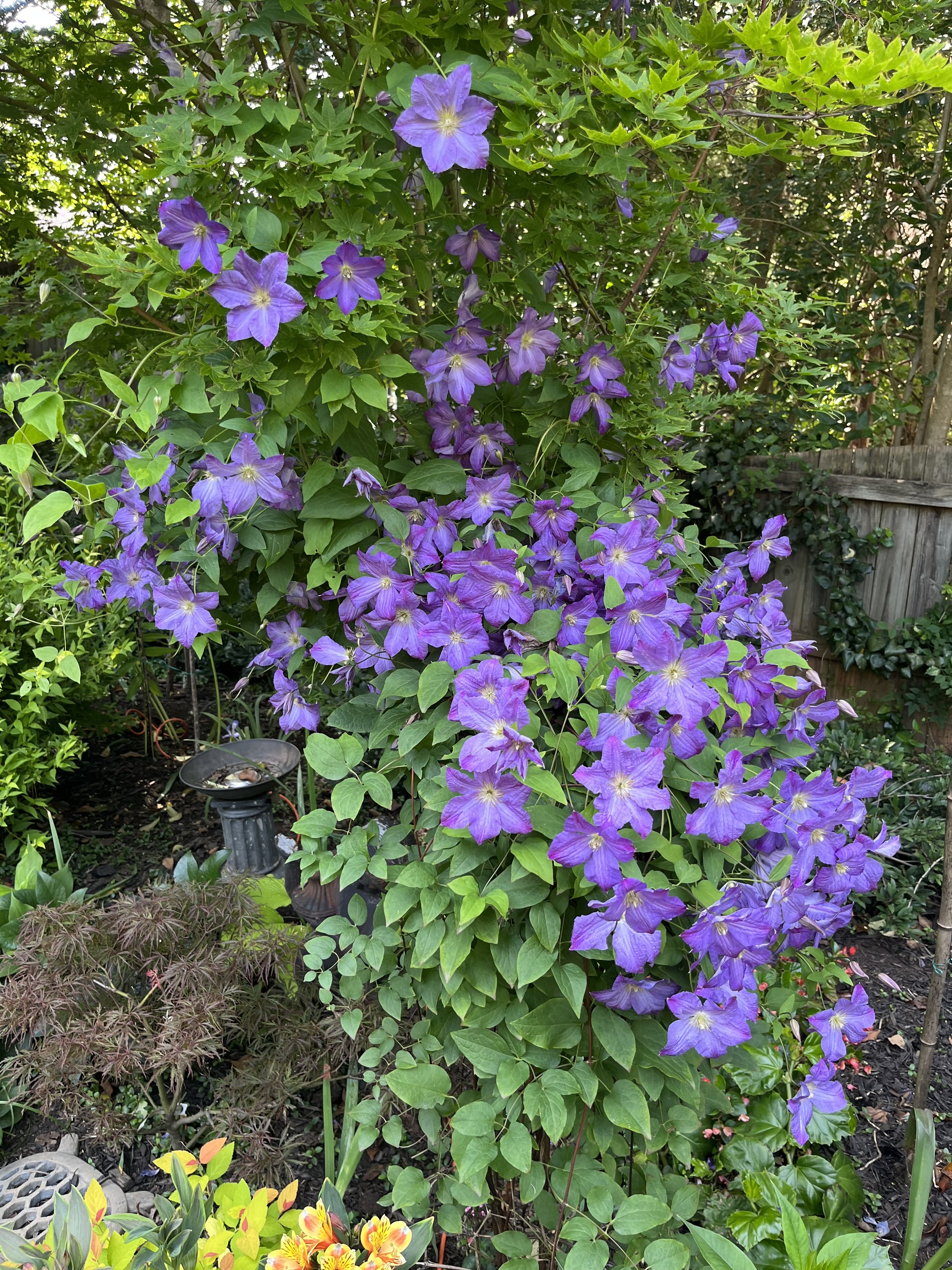 Clematis 'Solina'