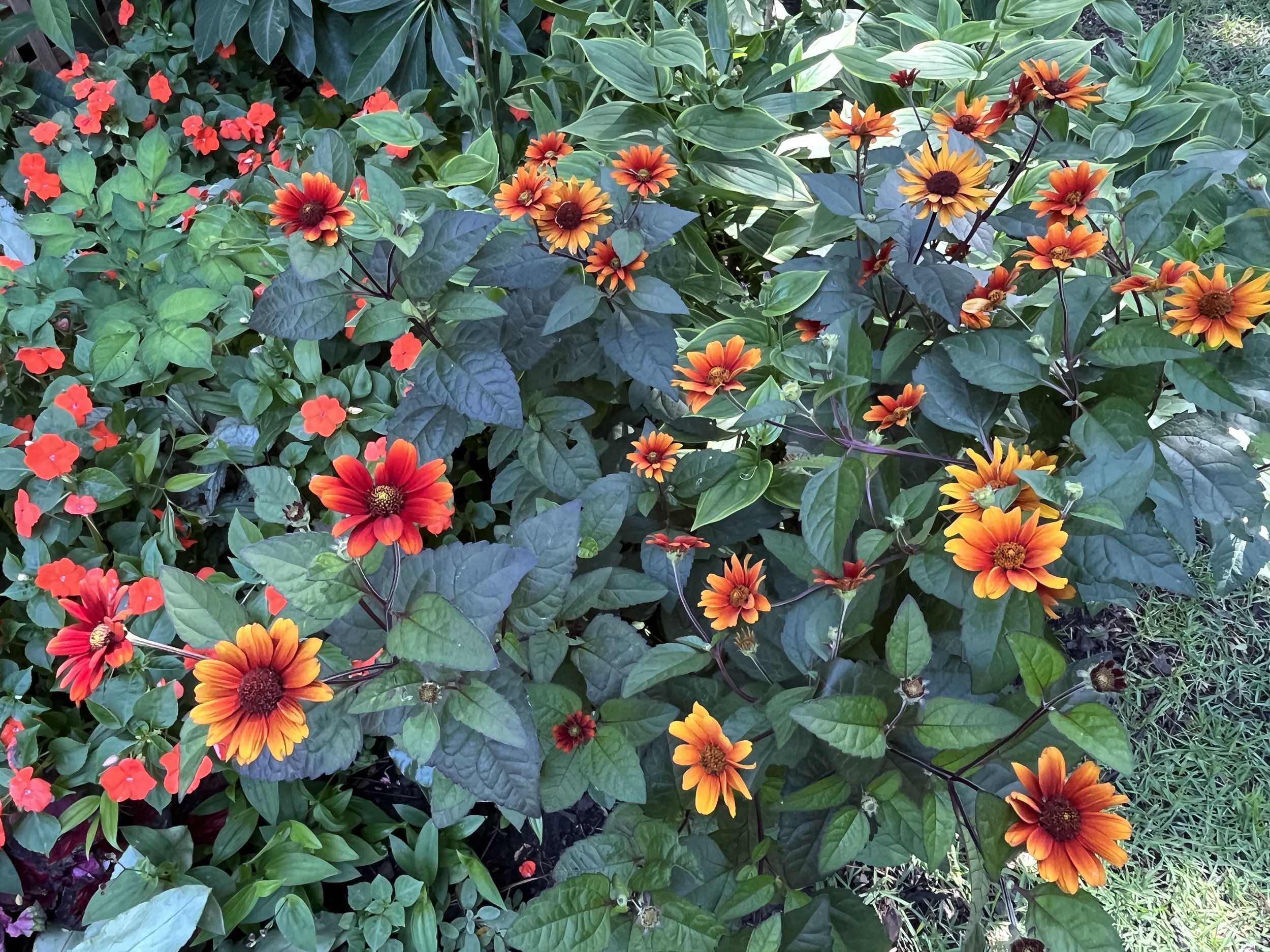 Helenium ‘Burning Heart’