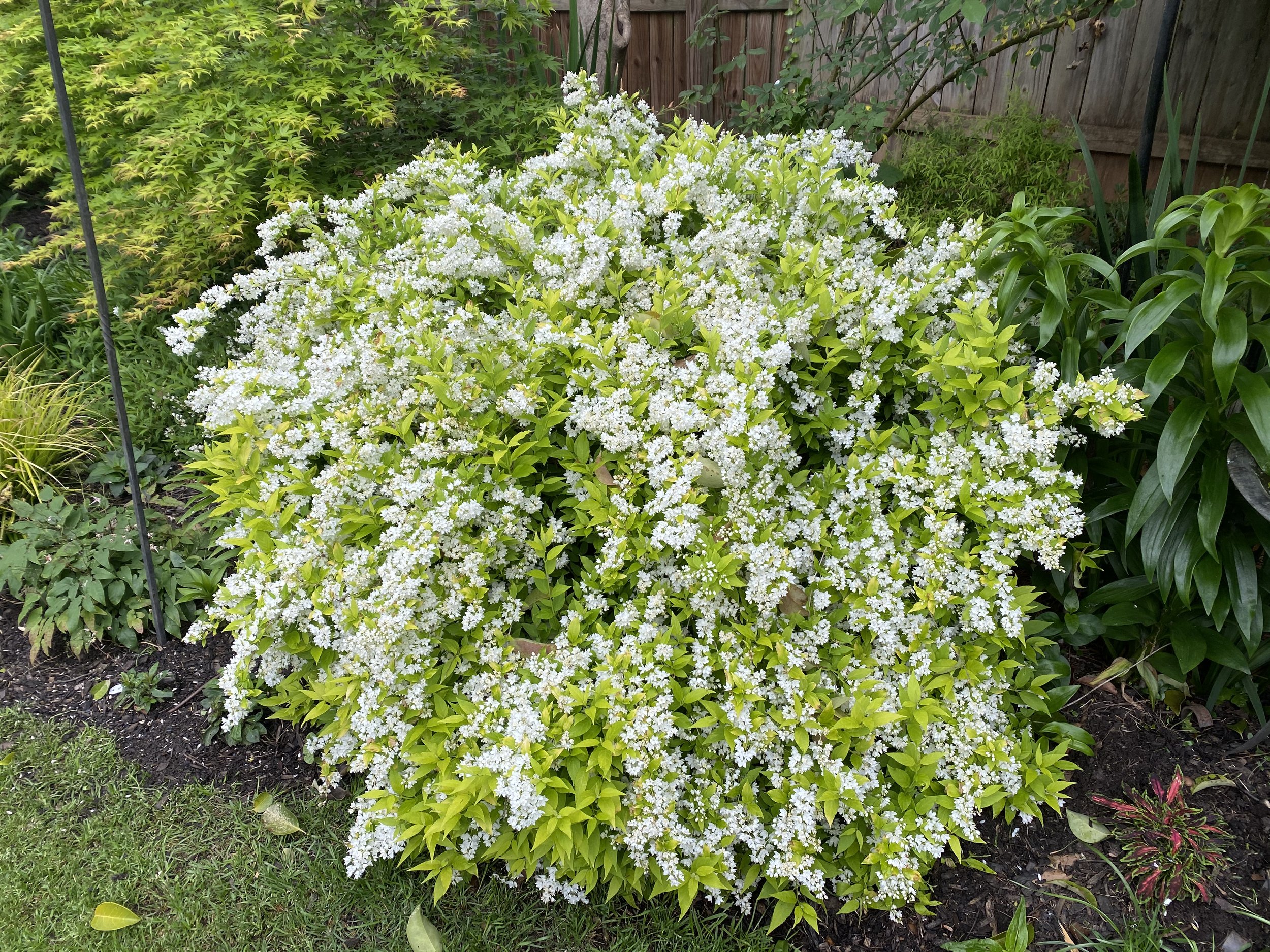 Deutzia ‘Chardonnay Pearls’