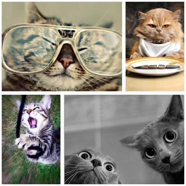 What Cat Videos Can Teach Your Church!