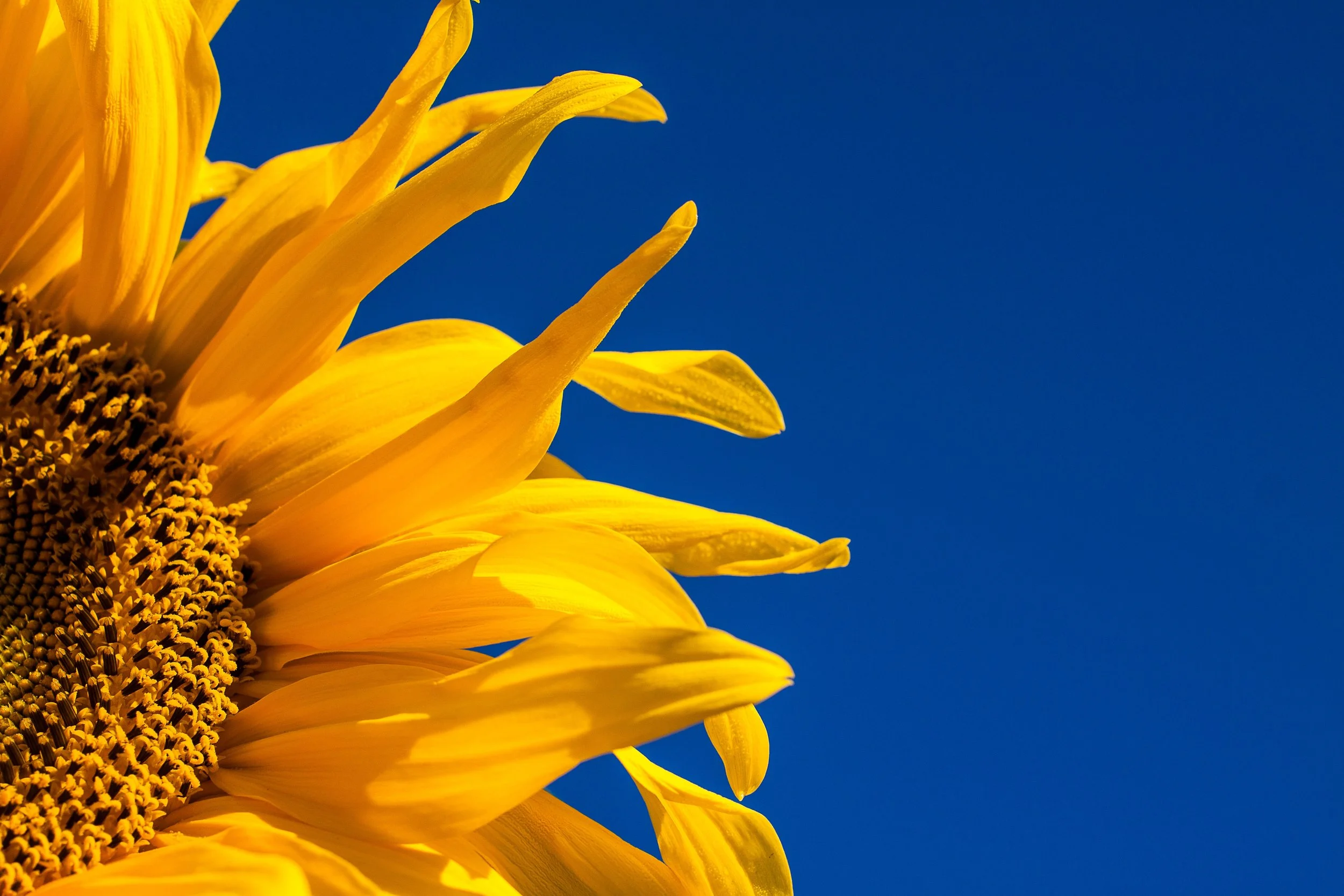 Theologian’s Almanac for Week of June 16, 2019