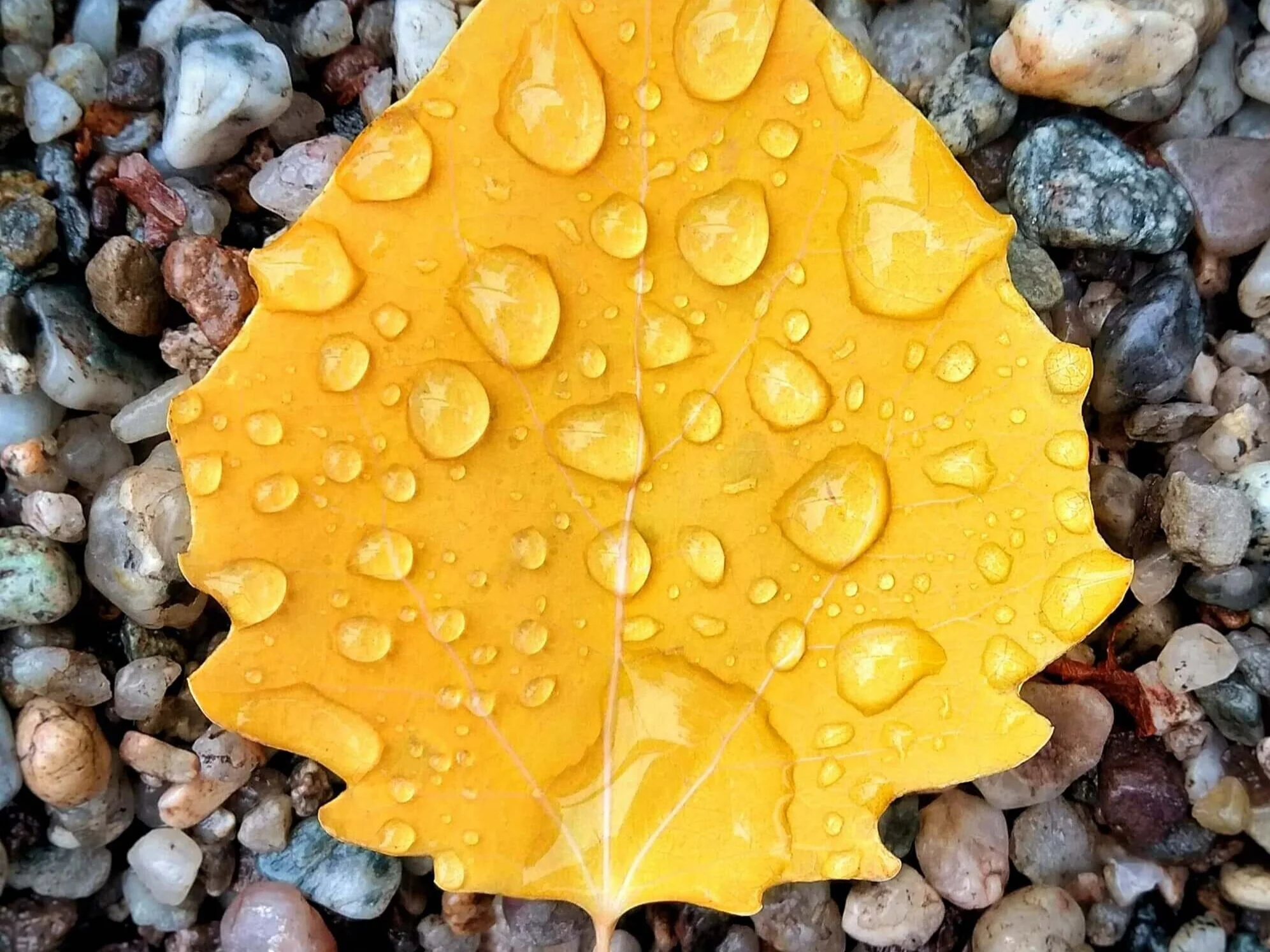 Blessing Comes First: SALT's Commentary for All Saints' Day