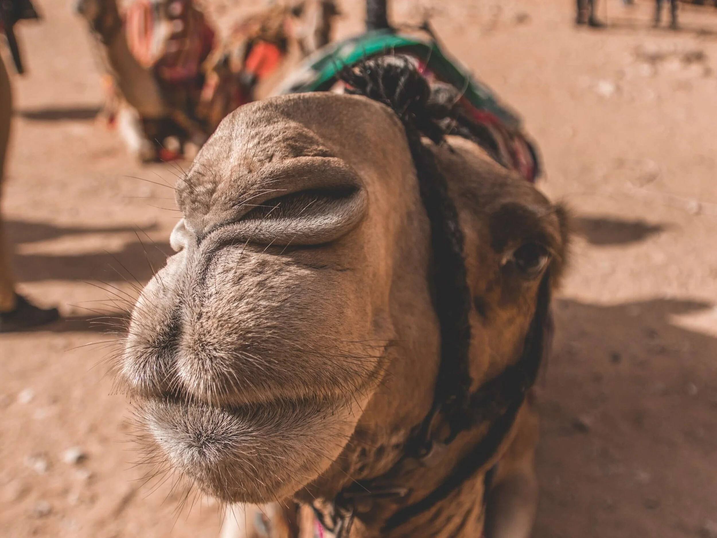 Showings: SALT's Commentary for Epiphany and Jesus' Baptism