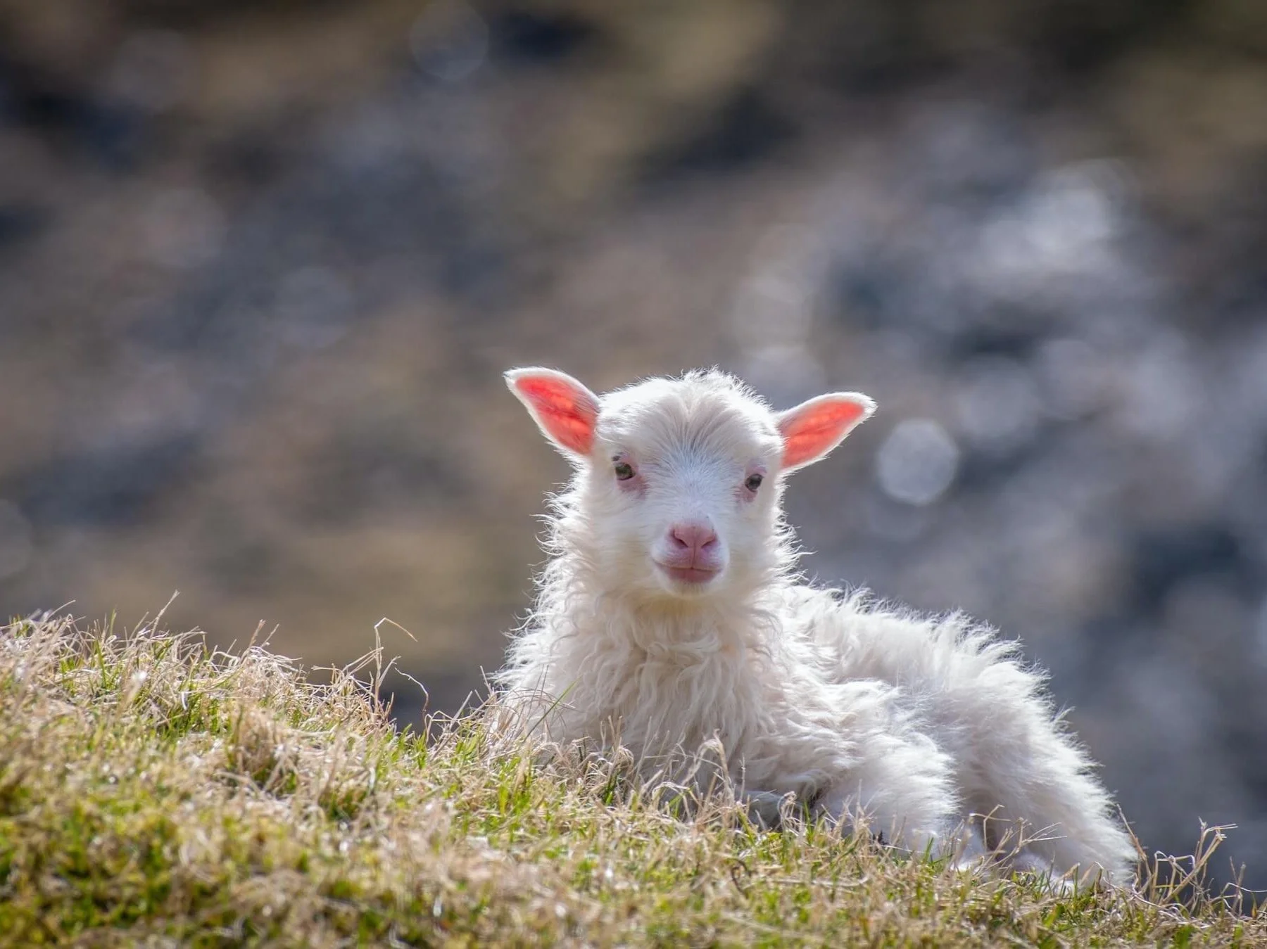 Theologian's Almanac for October 20, 2024