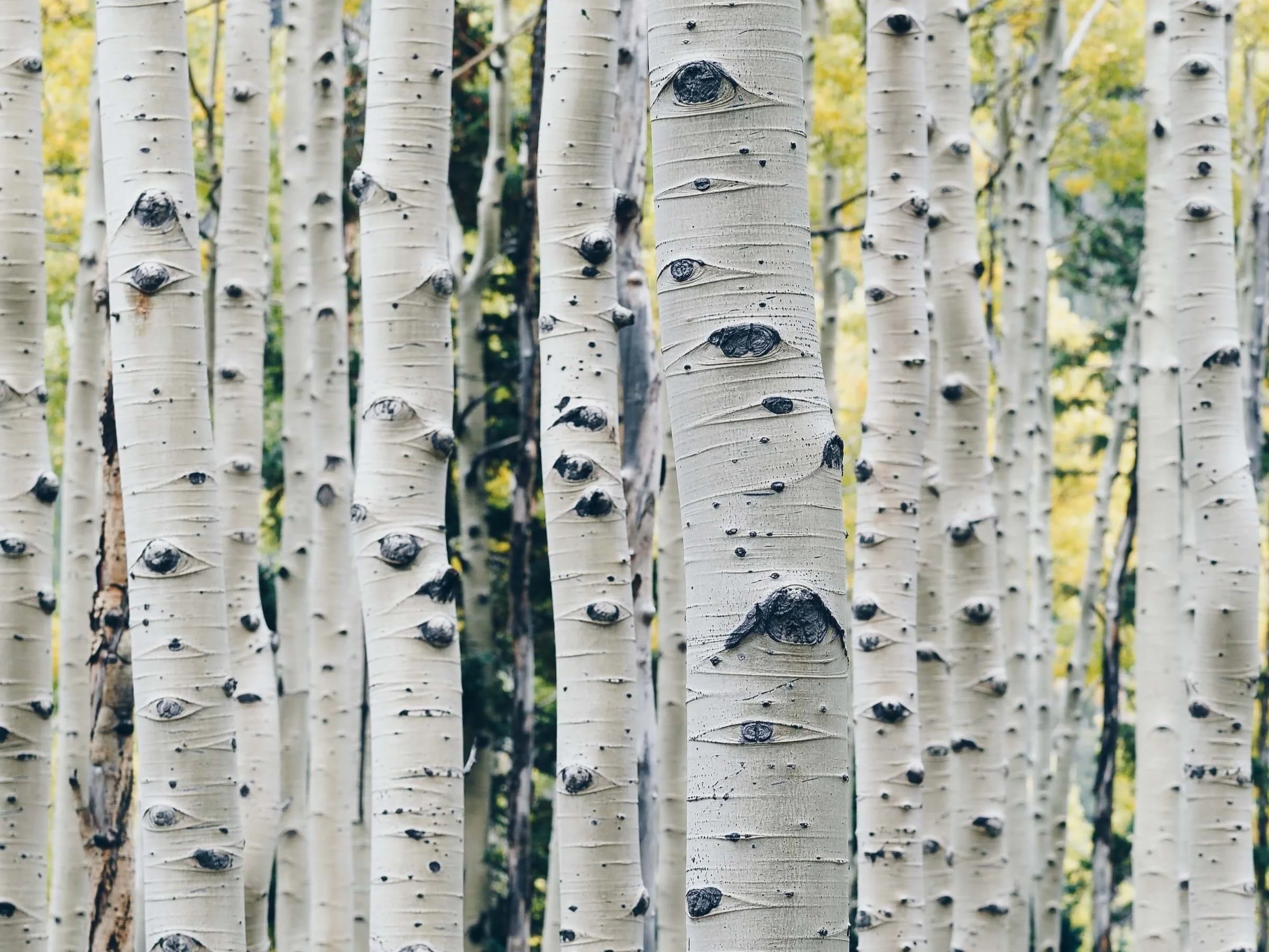 An Advent Poem by Wendell Berry