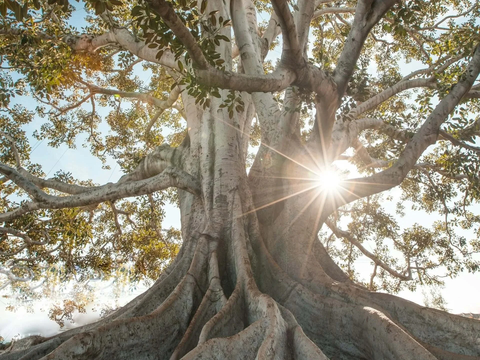 "Antiphon for the Holy Spirit," by Hildegard of Bingen