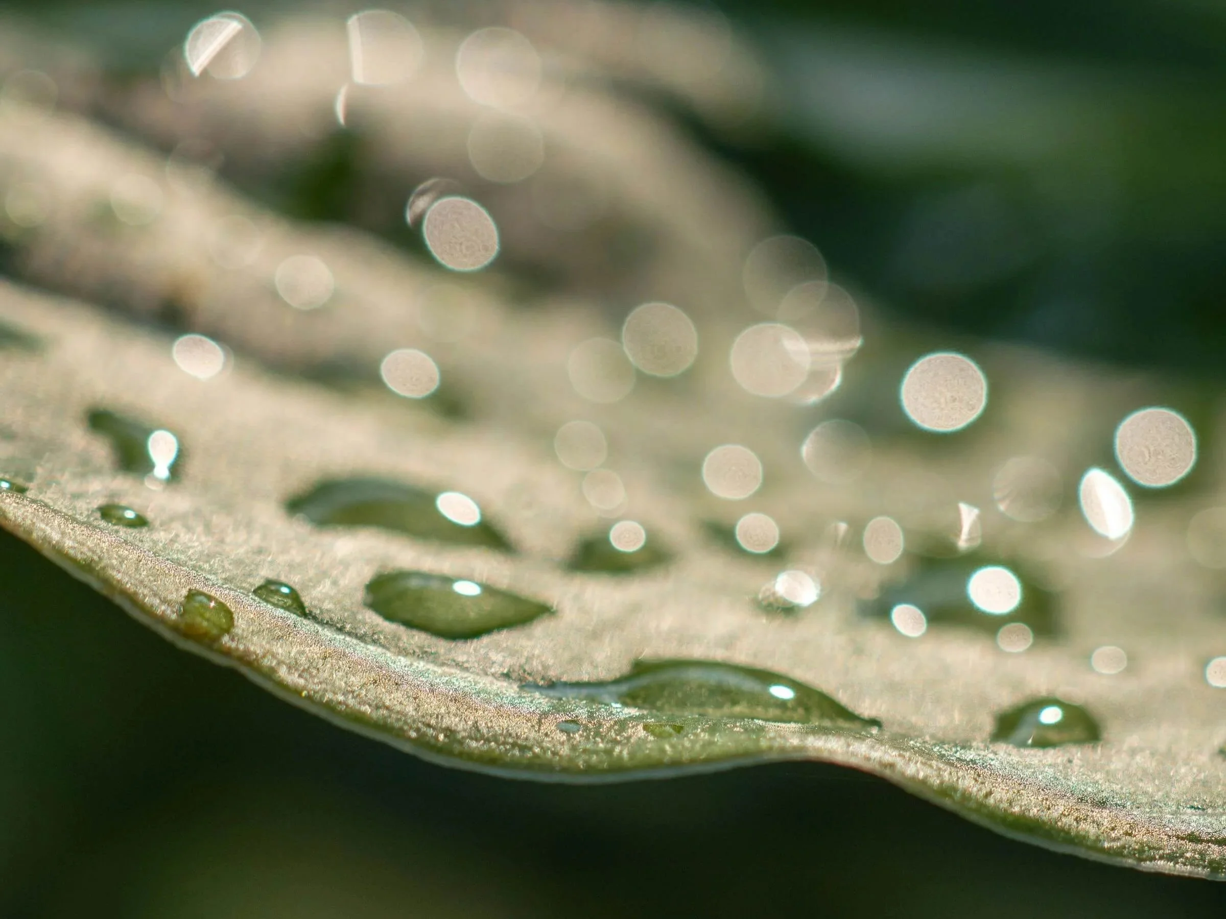 "For Blessing," by Marilynne Robinson