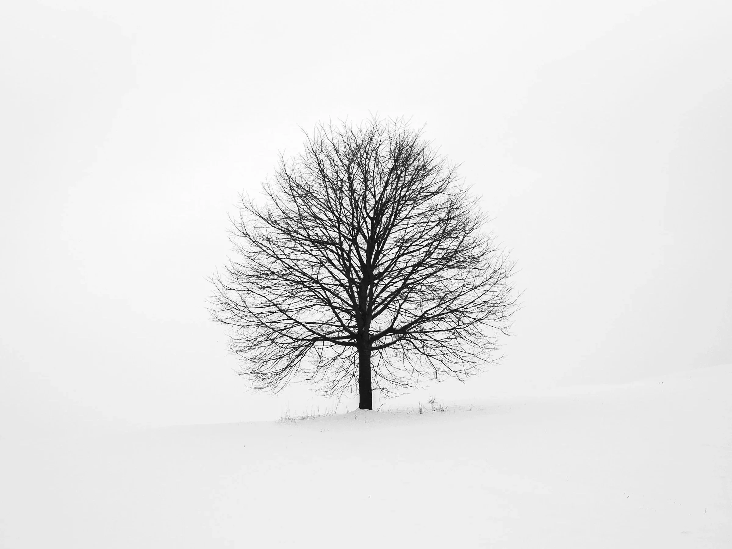 Theologian's Almanac for Week of November 30, 2025