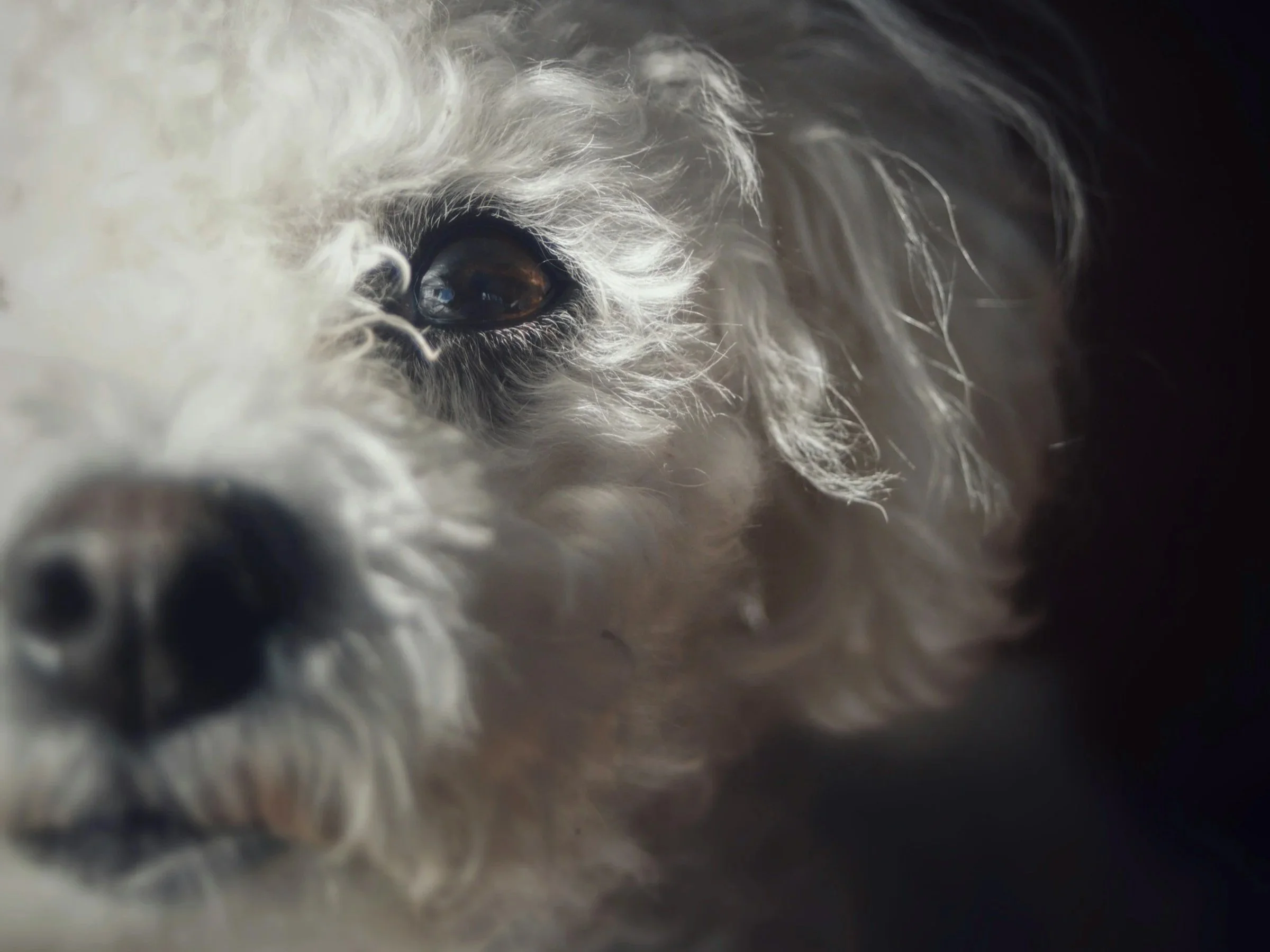 Two Dog Poems by Mary Oliver