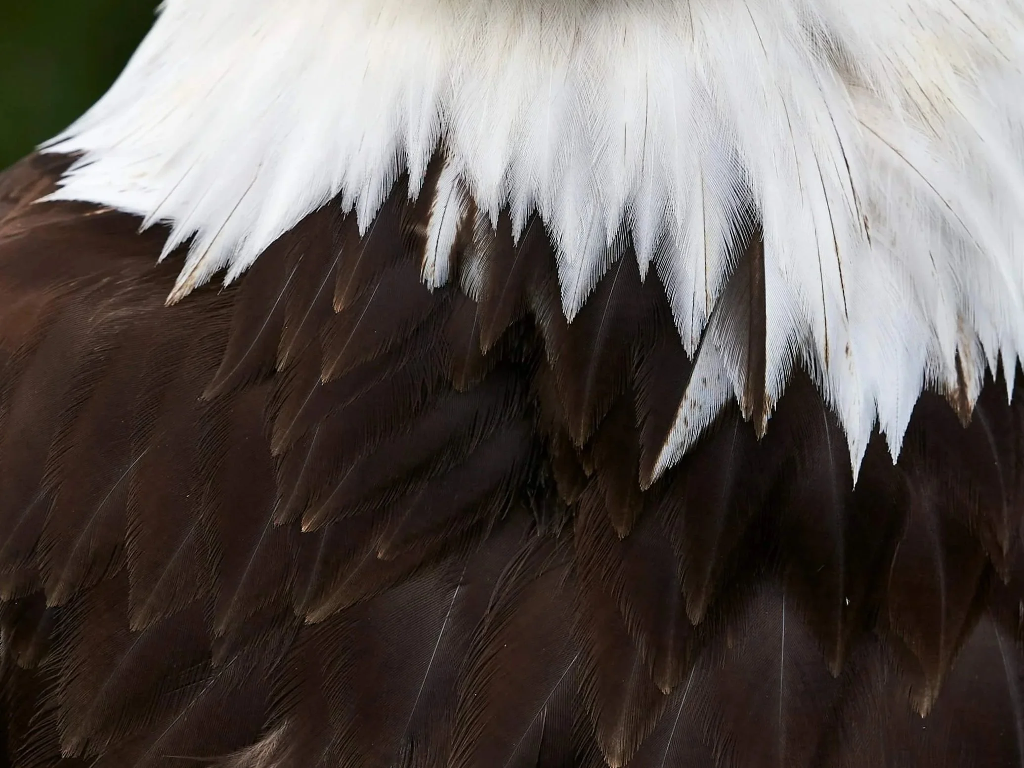"Eagle Poem," by Joy Harjo