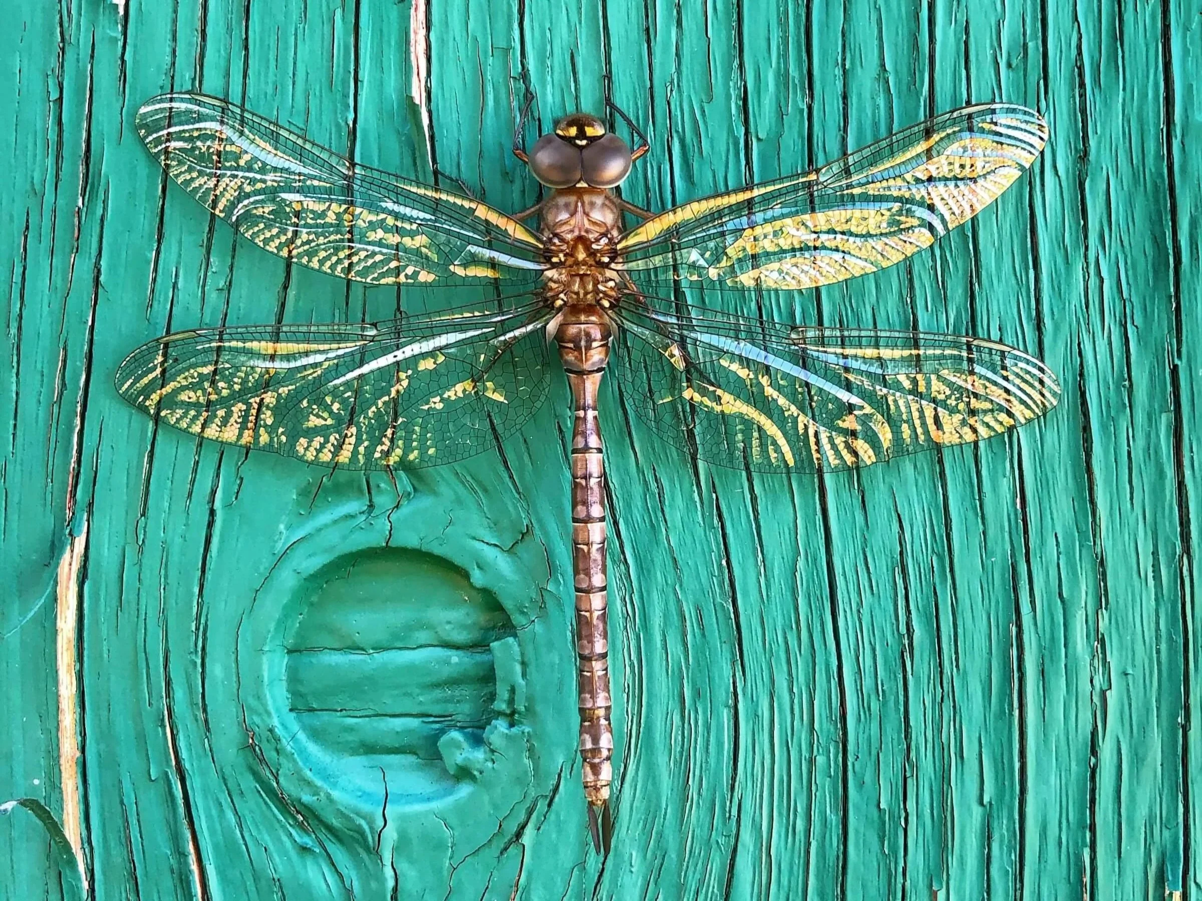 Annie Dillard on God, Earth, and Freedom