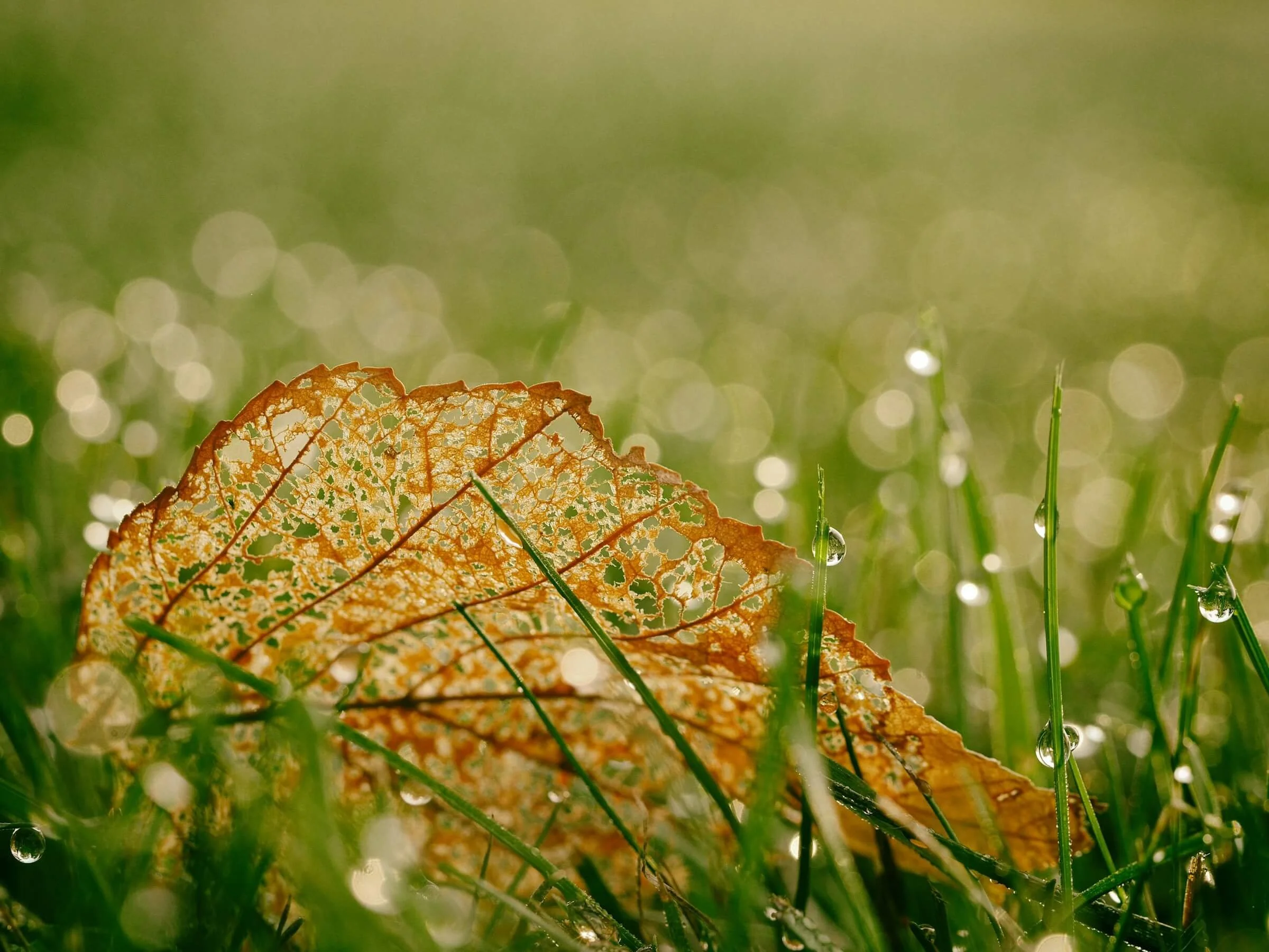 "The Wish to Be Generous," by Wendell Berry