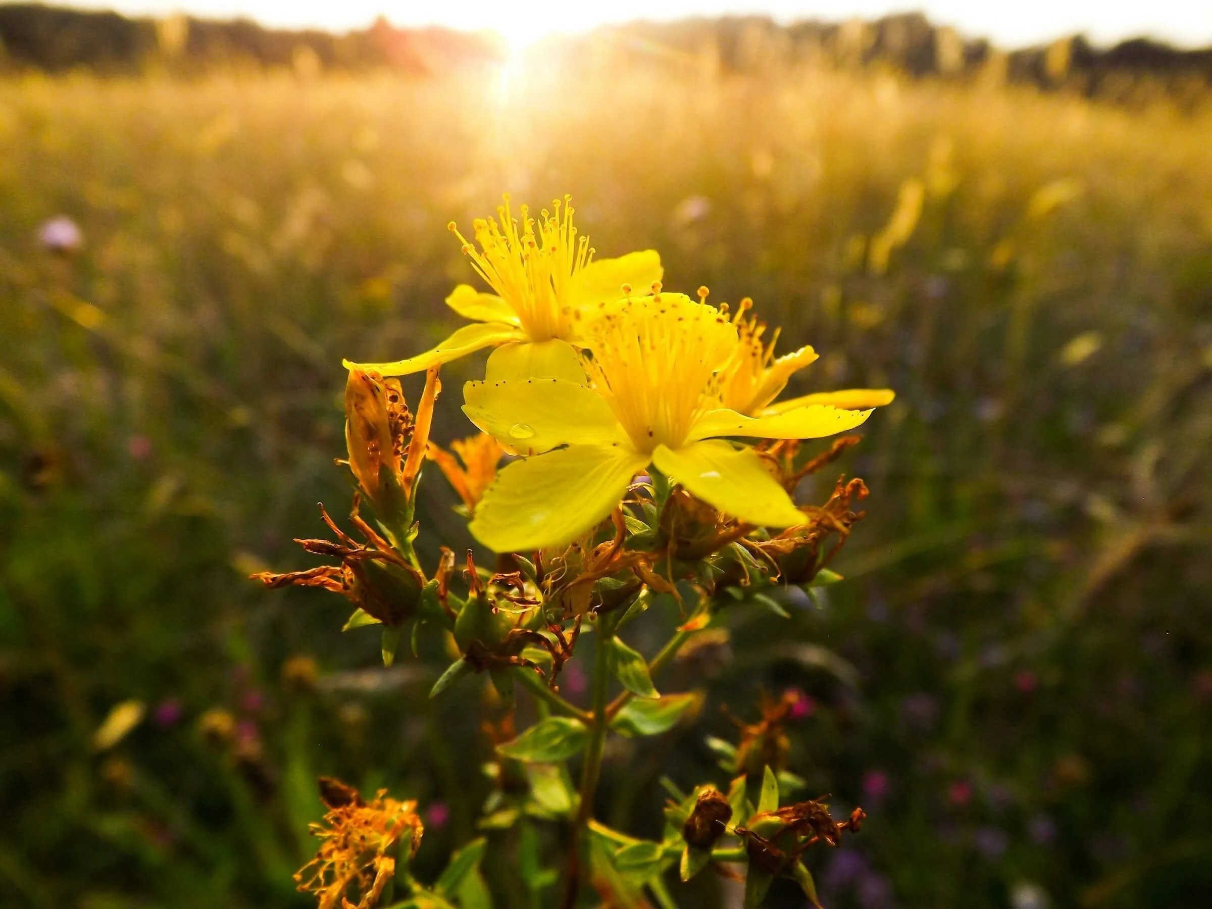 "She is so bright and glorious," by Hildegard of Bingen