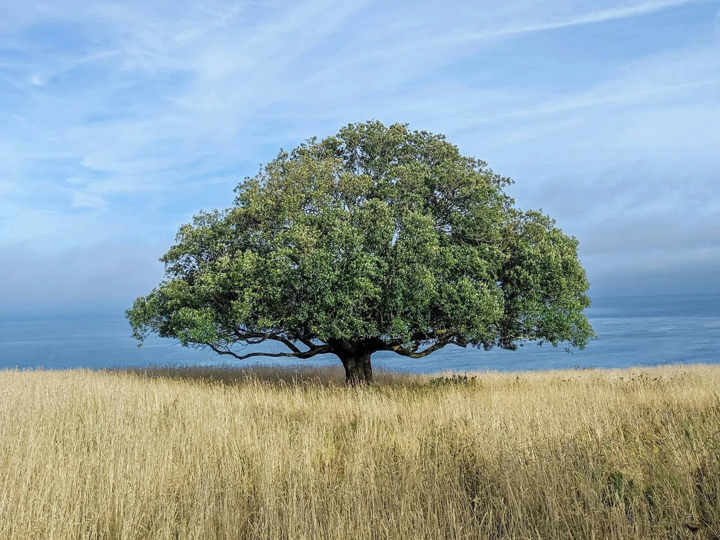 "When Great Trees Fall," by Maya Angelou