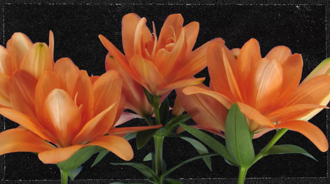 Screenshot 2026-01-20 at 5.14.39 PM.png