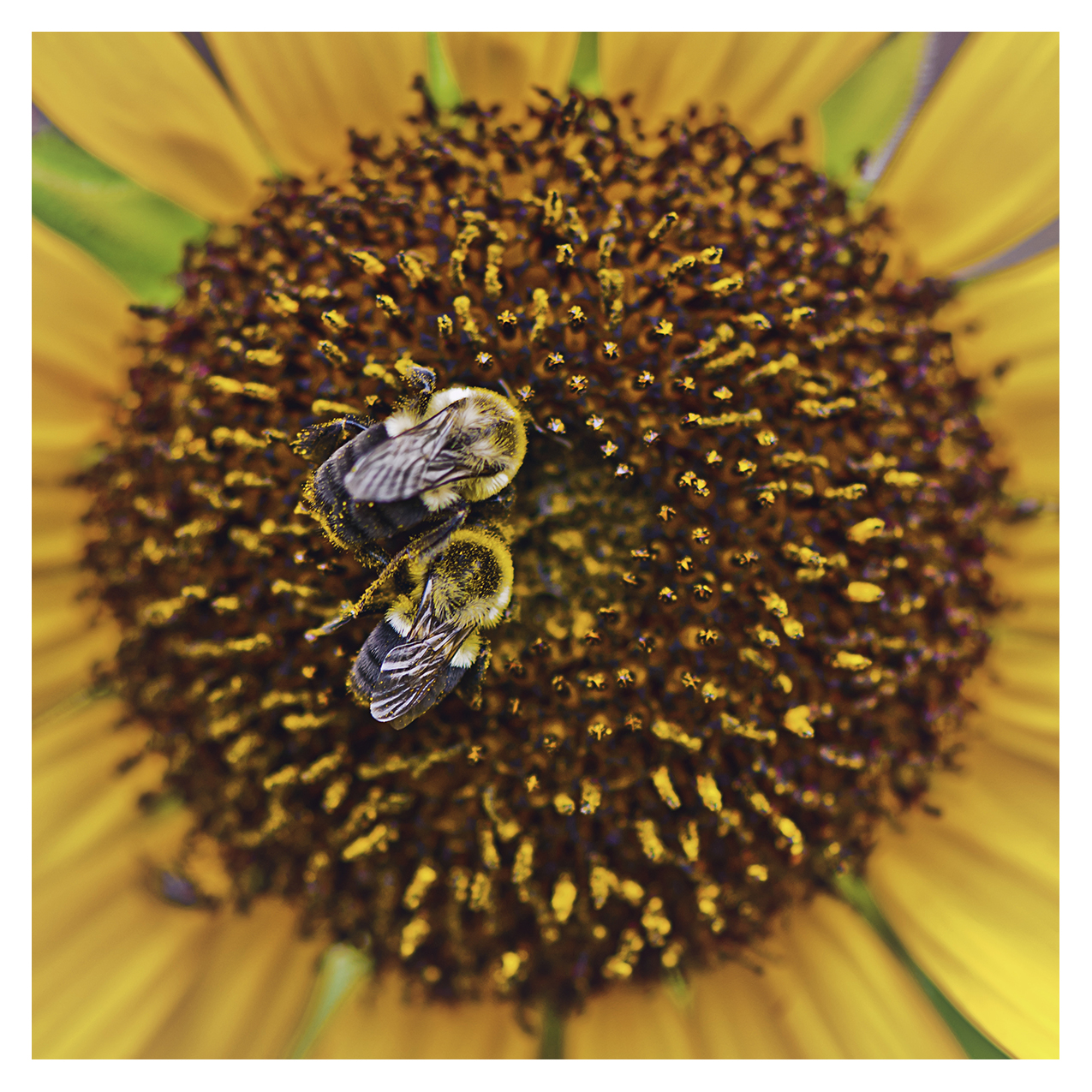 Bumblebee Buddies