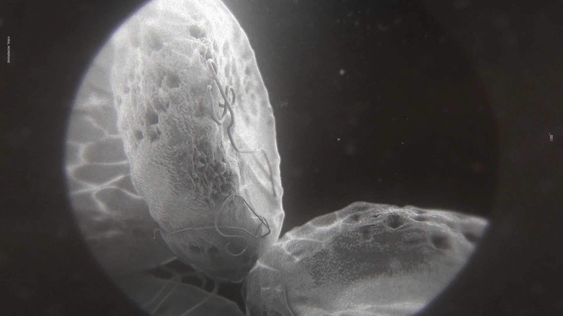 Ebola_MicroScope_002.jpg