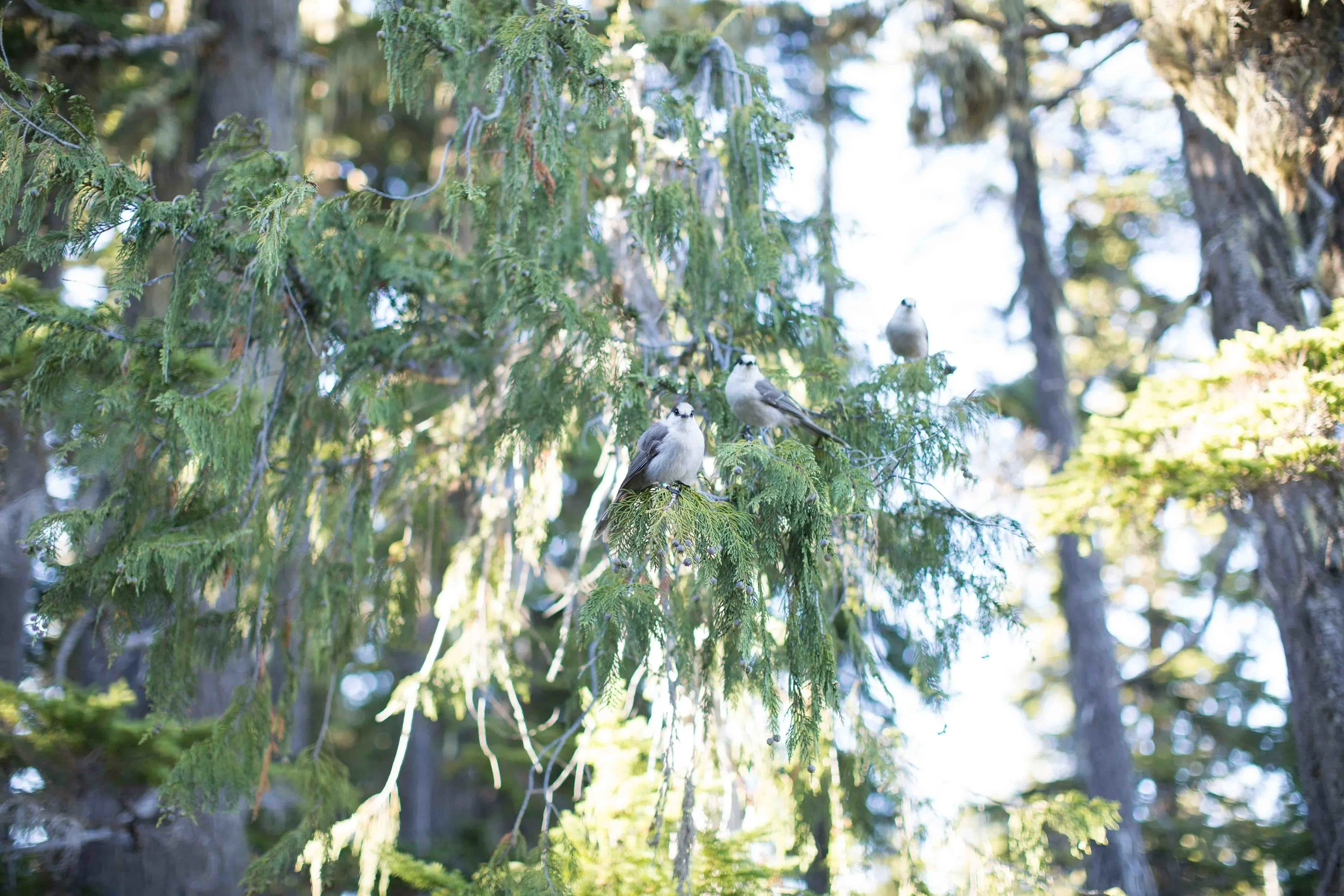 Comox Valley Wedding Photography