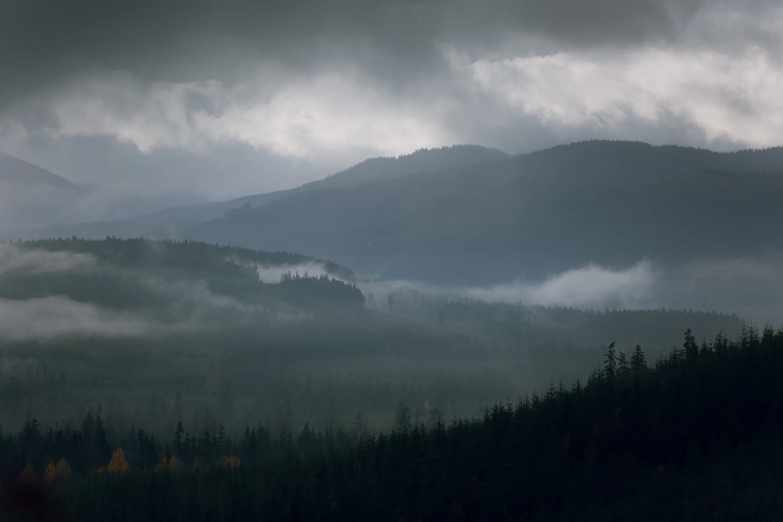 Cumberland Forest-4.jpg