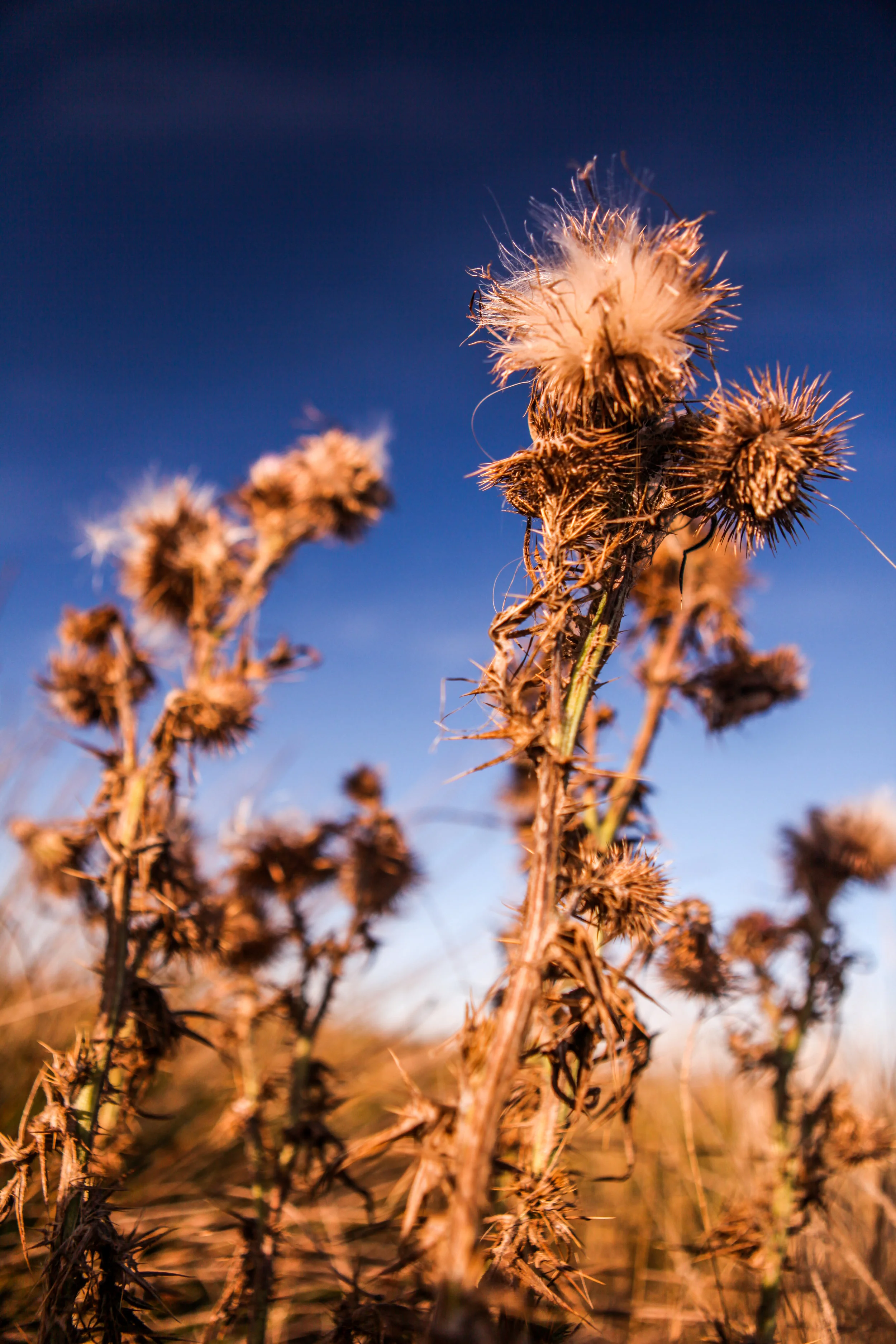 wandering_study_adventure_video_new_zealand_waipapa_plants