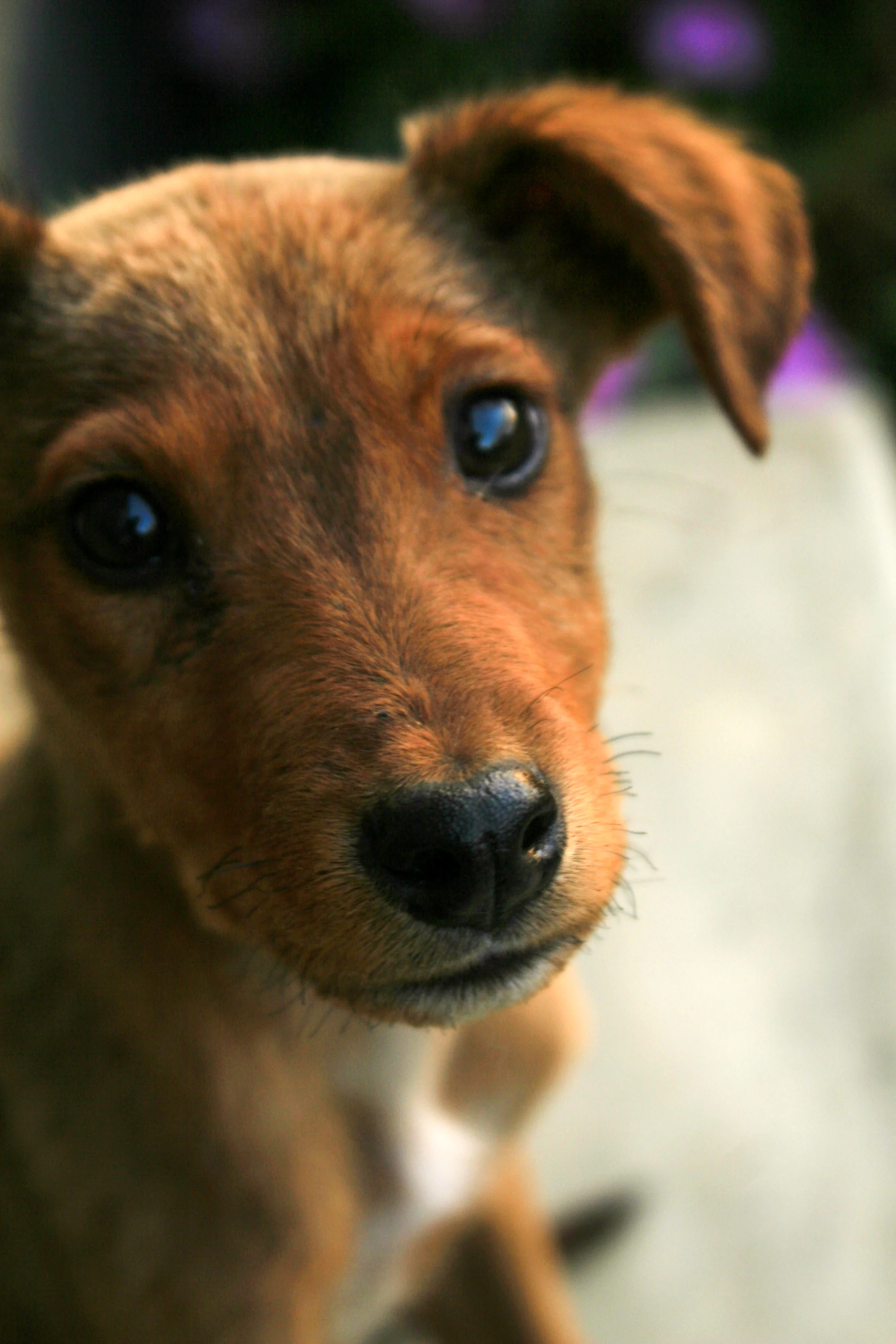 wandering_study_adventure_video_arusha_tanzania_puppy