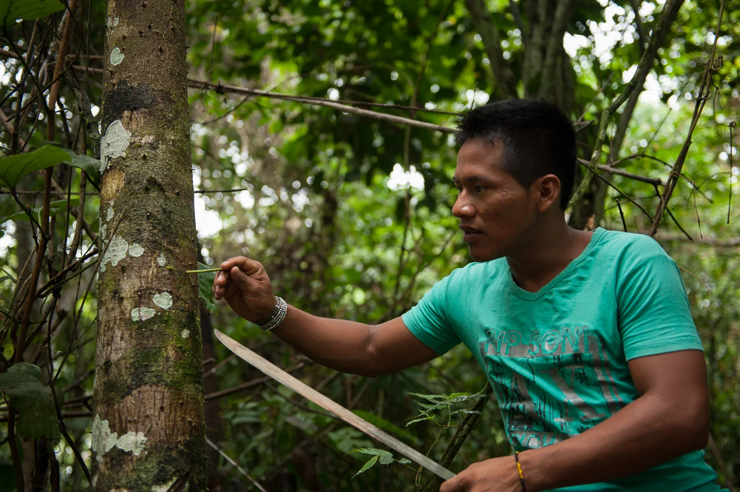 Tapullima's son, Hernando, leads eco-tours through the protected rain forest, showing how to extract the sap from a tree that serves as medicinal plant.