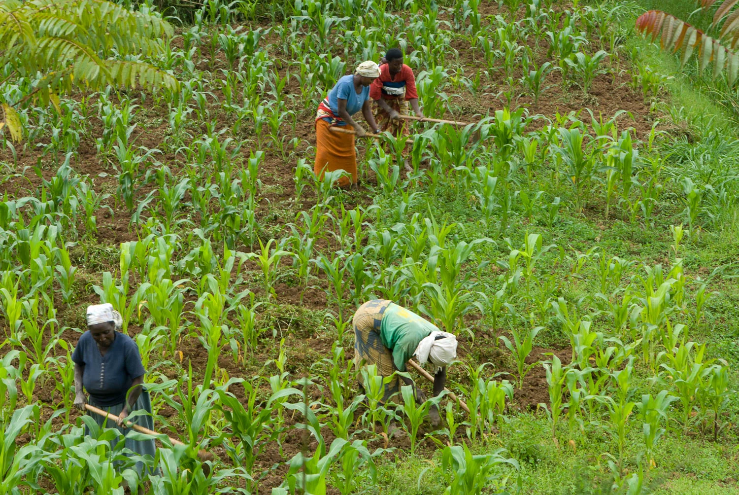 Although women comprise an estimated 43% of the agricultural labor force around the world, women are typically denied equal rights to access, use, inherit, control, and own land. Landlessness is the number one predictor of poverty. 