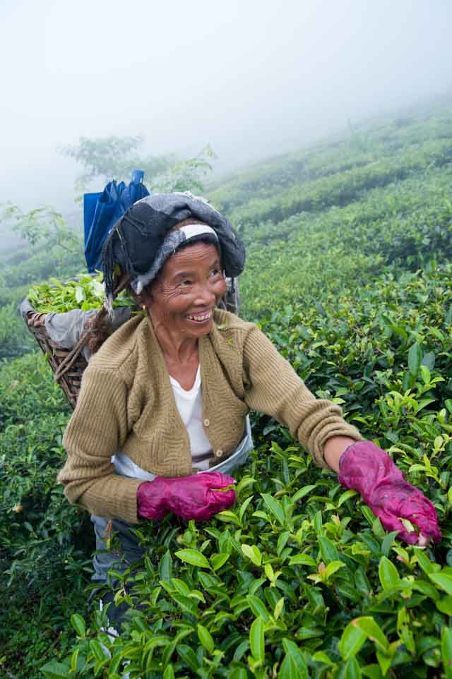 In Darjeeling, India, women contribute the bulk of labor as tea pluckers on the tea estates. 