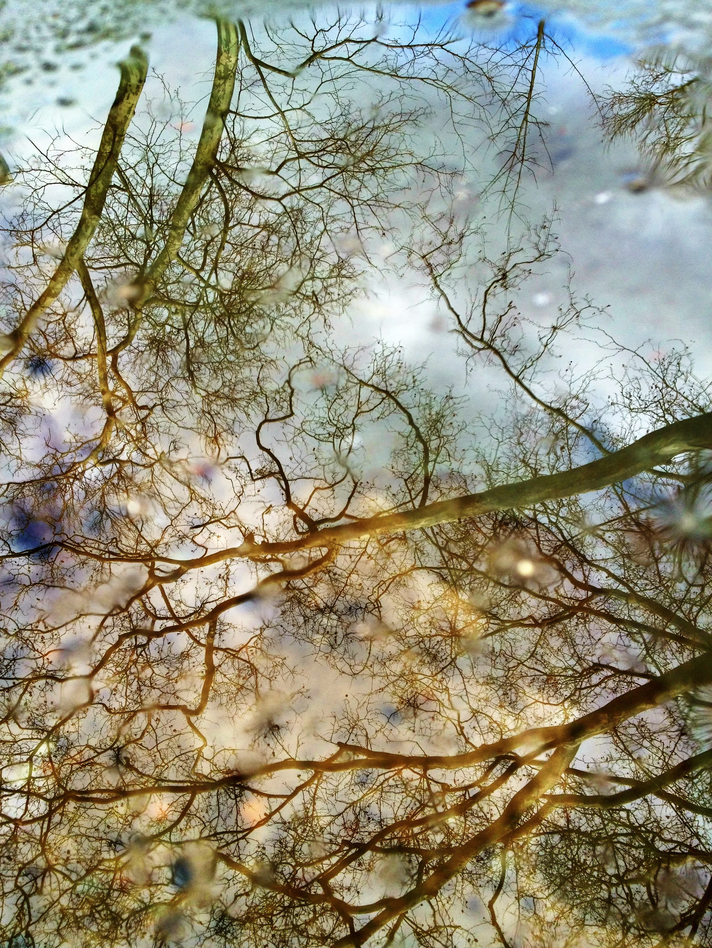 Sunday Puddle.  Brooklyn, NY (2013)