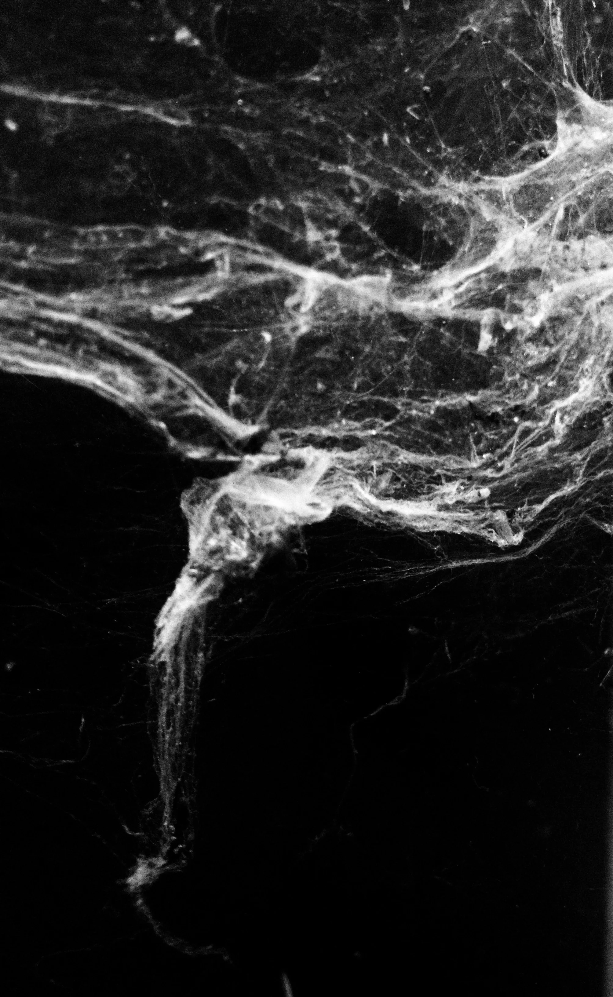 Web.  Taconic, NY (2013)
