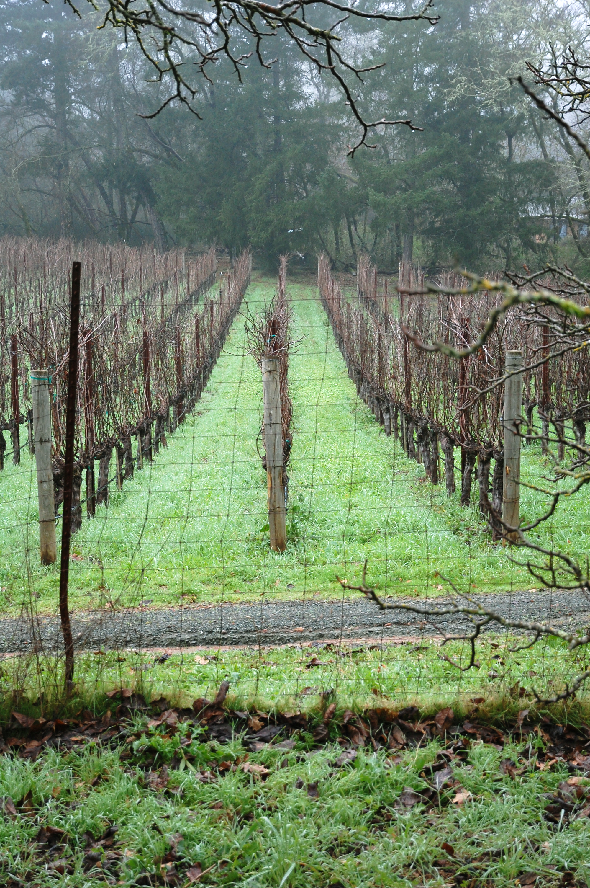 garden wine grapes.jpg