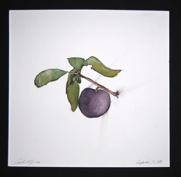 Plum