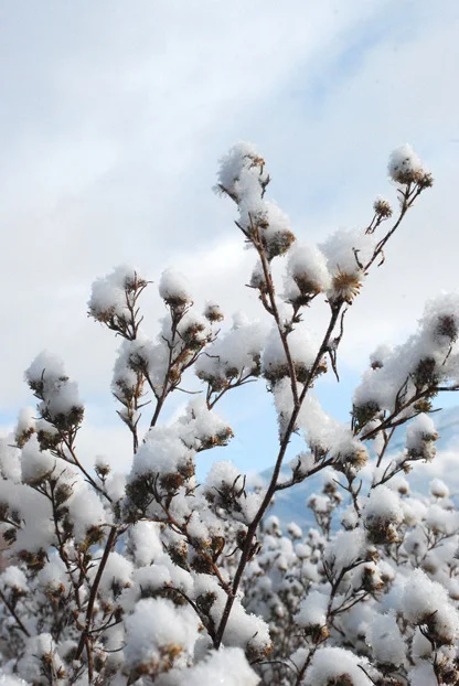 Snow Capped Burdock