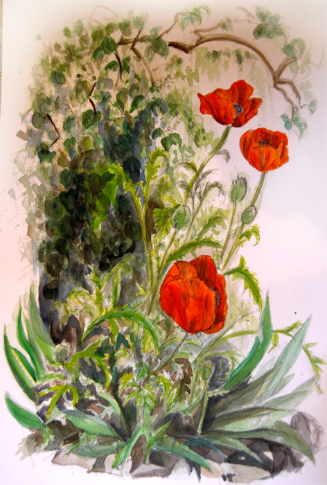 Ledoux Poppies