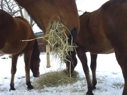 What horses mostly do all day . . .