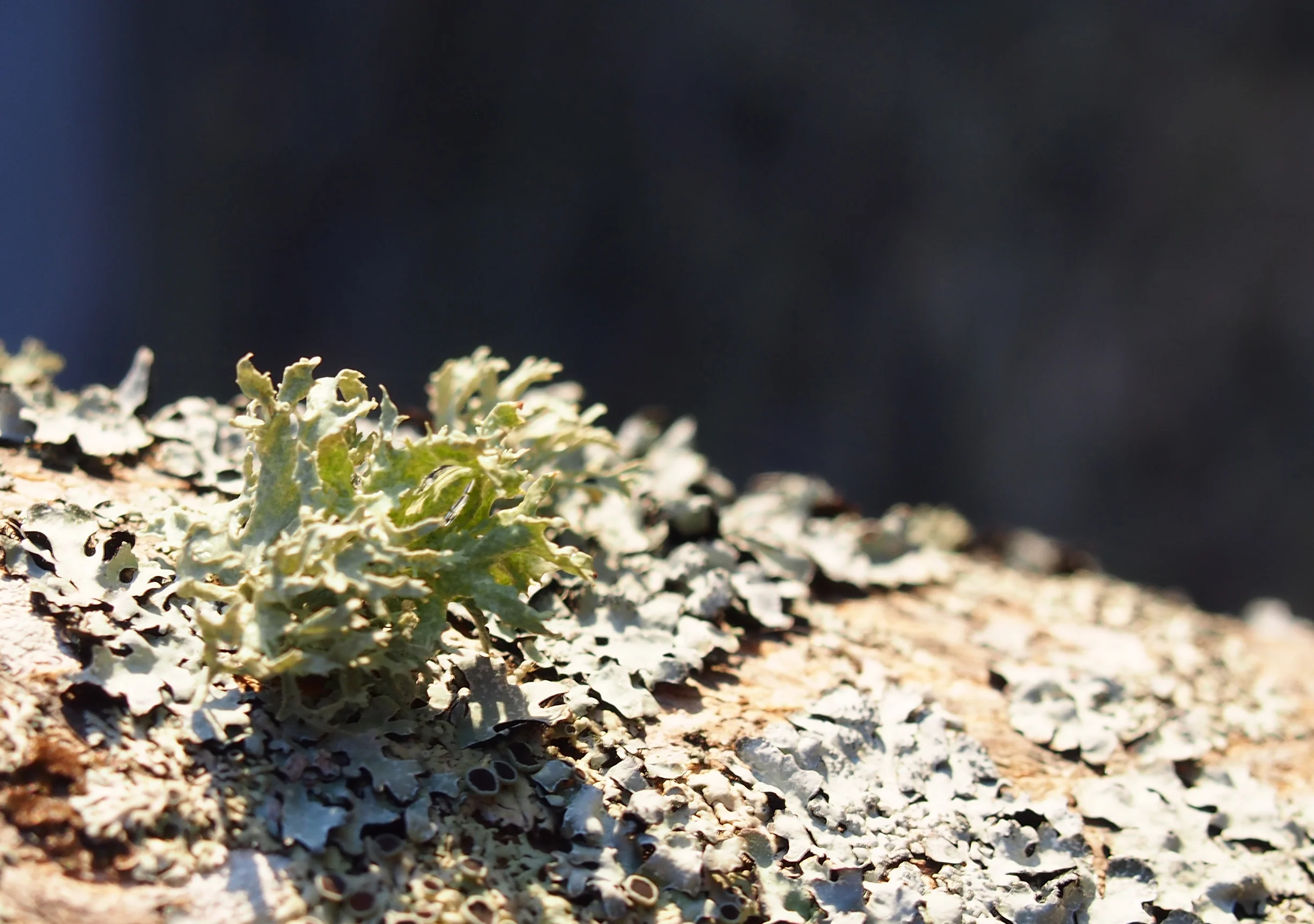 Lichen.jpg