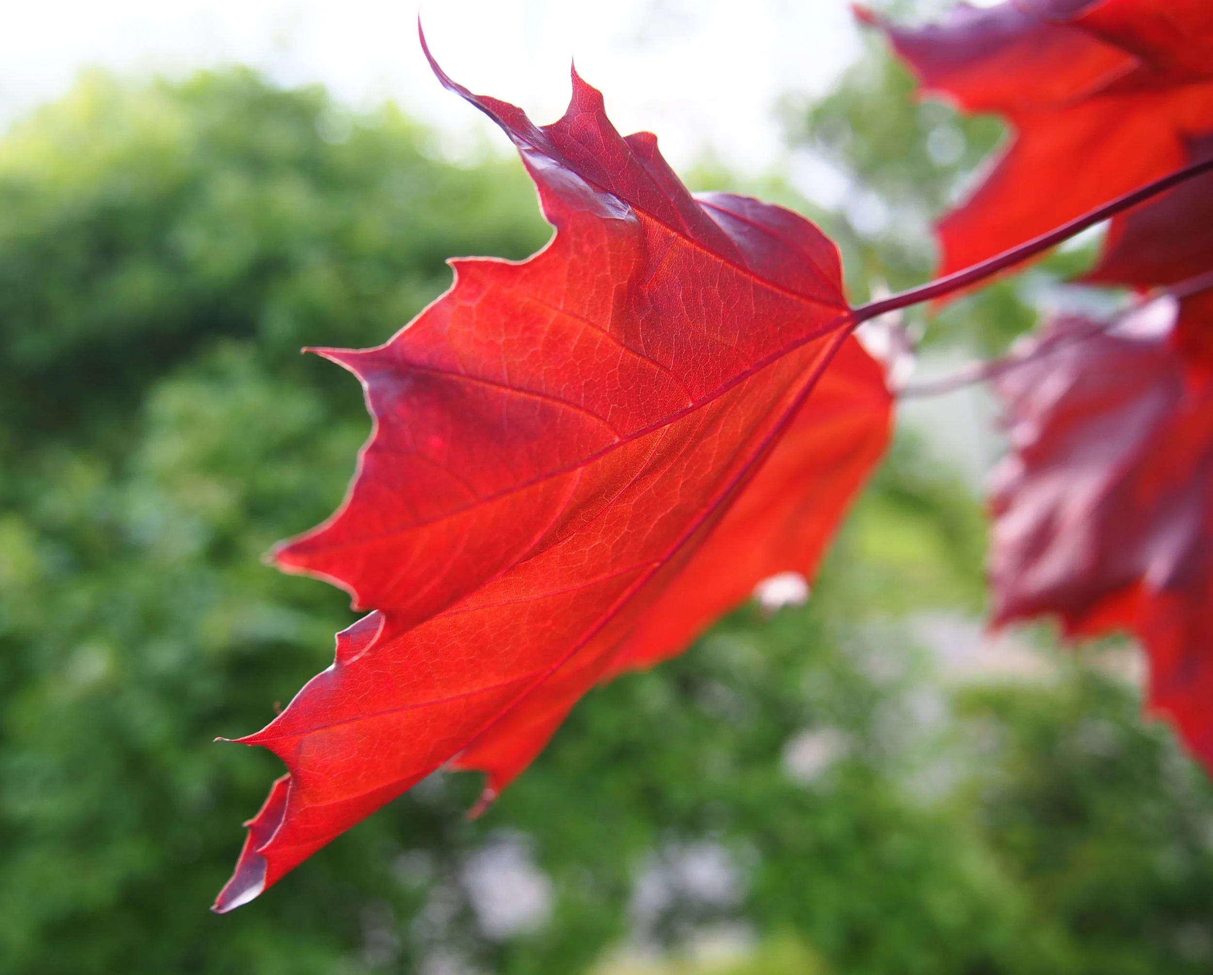 ThursdayLeaf.jpg