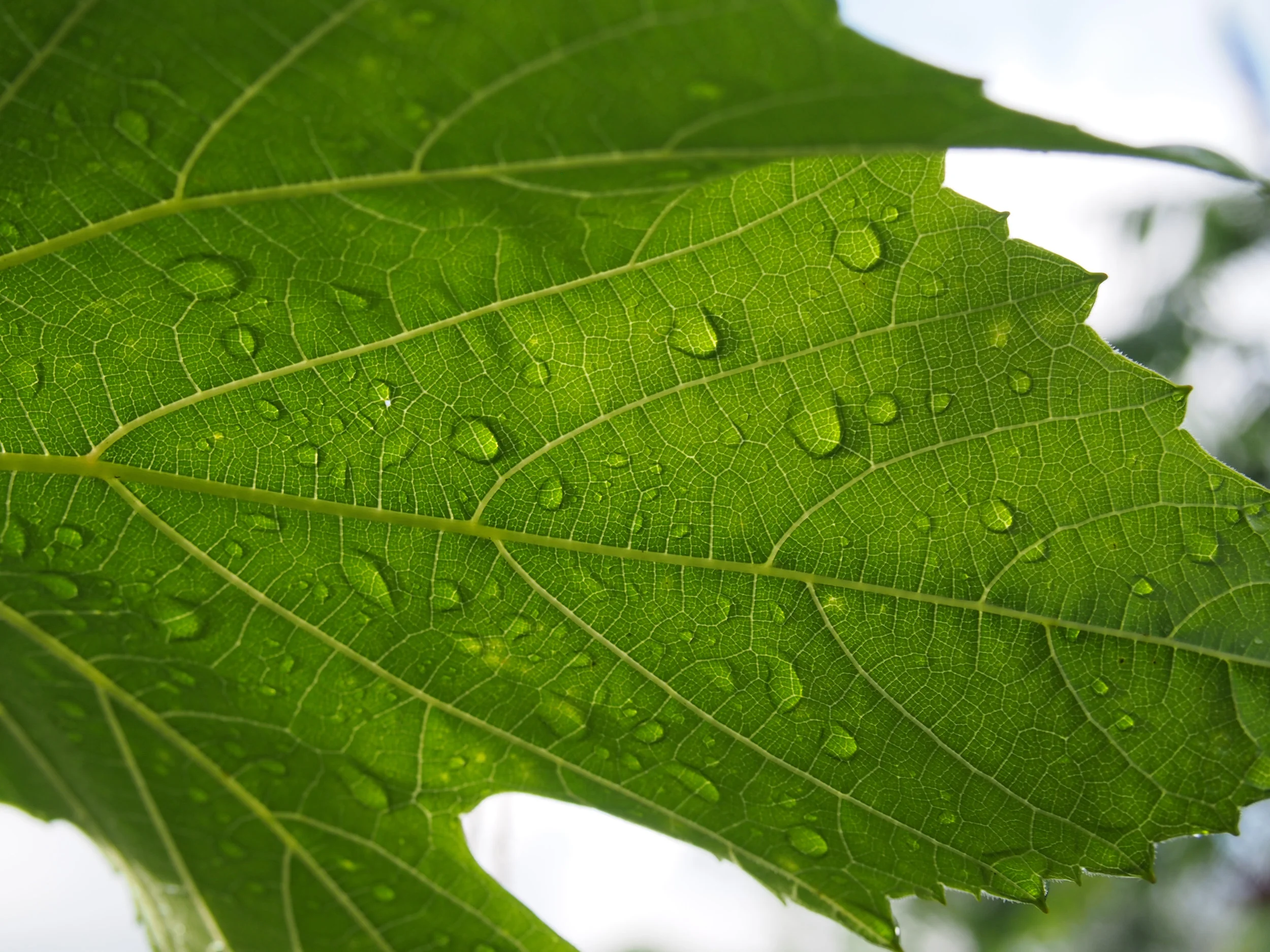WaterBigLeaf.jpg
