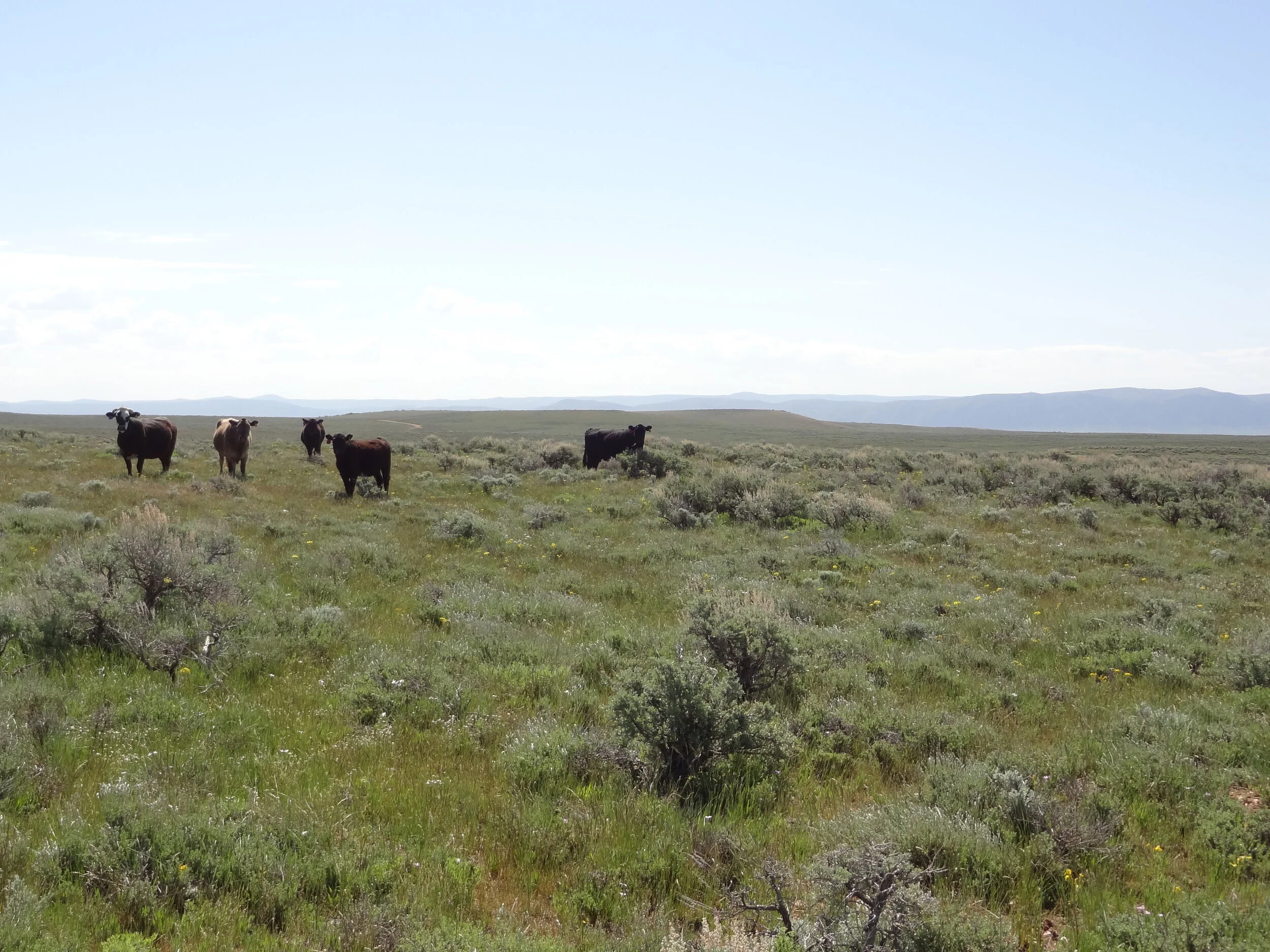 NCBA/BQA Stockman Stewardship Event 