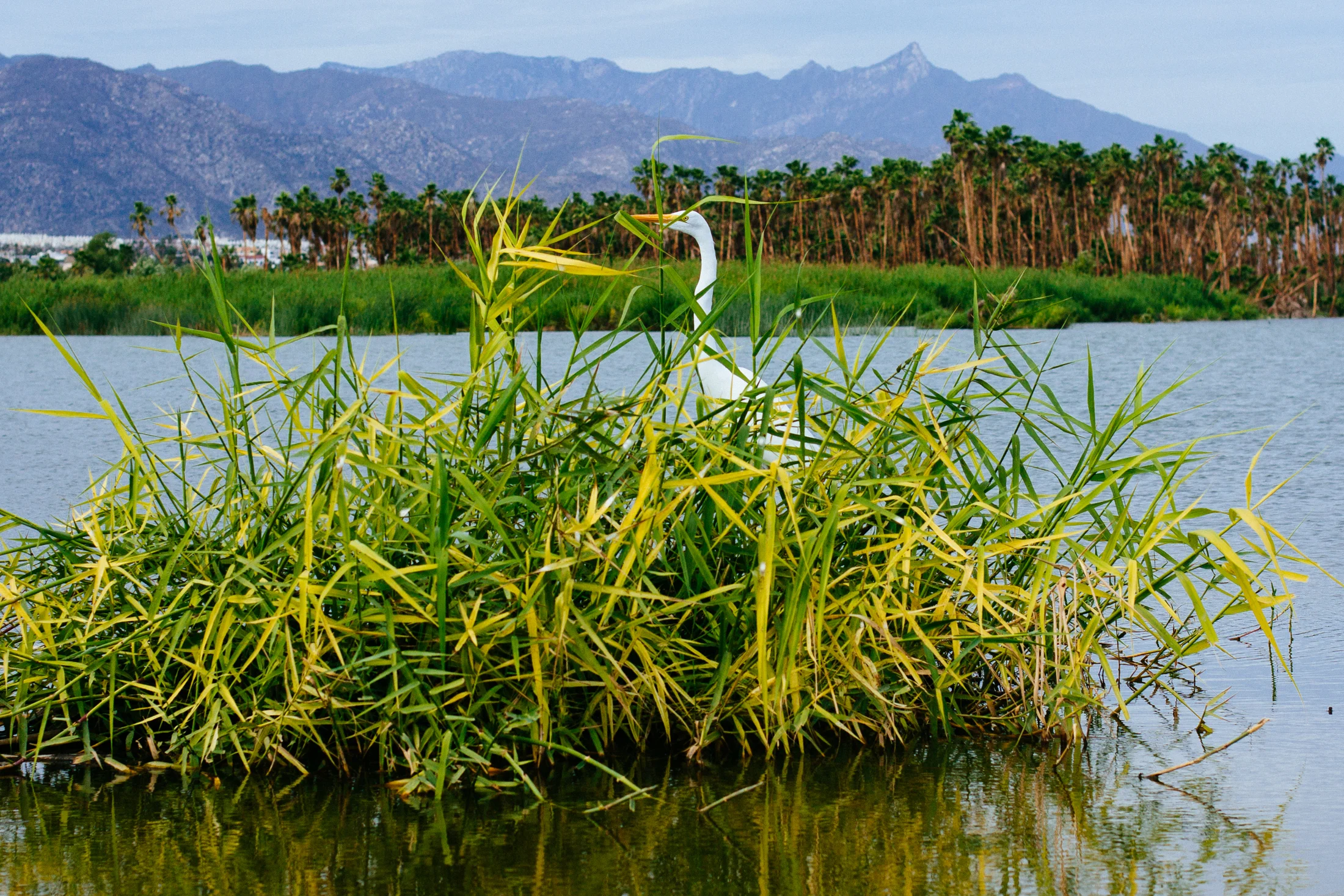 Over 200 bird species live in the tranquil estuary.