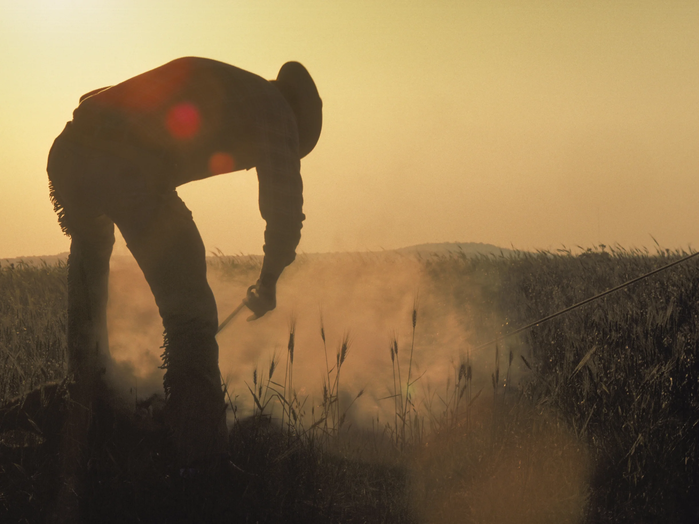 Silhouetted cowboy during cattle branding at dawn Copyright © Kipp Baker, All rights reserved