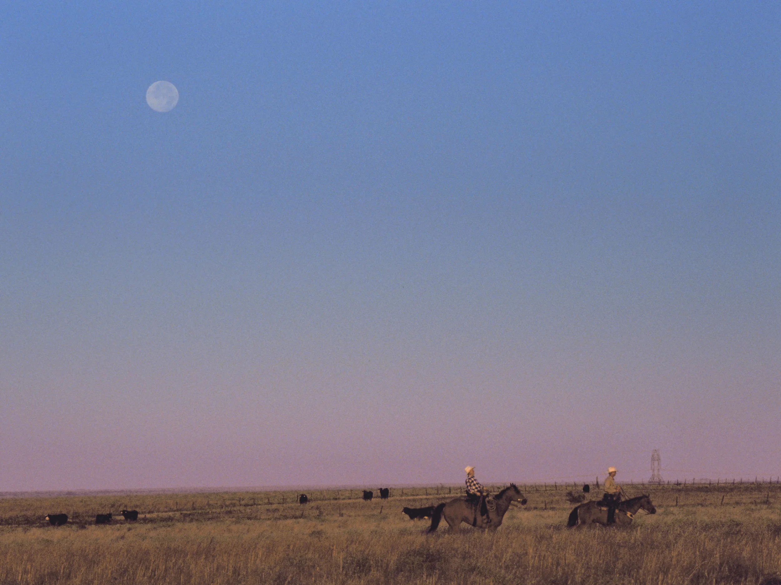 Moonset over cattle round-up at dawn