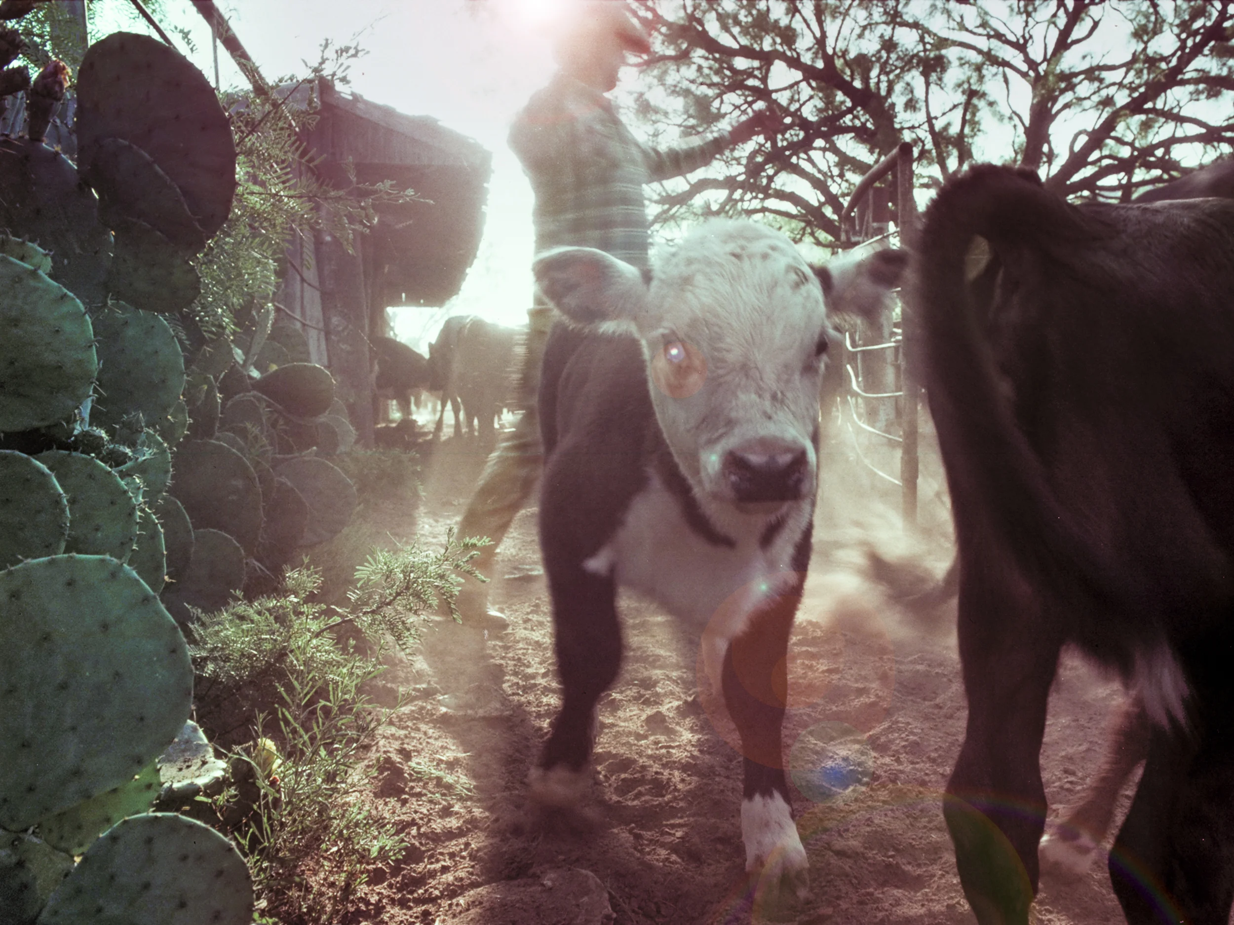 Cowboy and calf in cattle run Copyright © Kipp Baker, All rights reserved